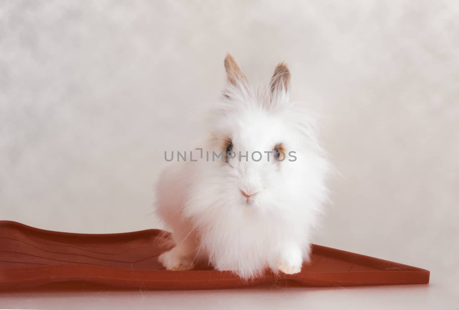white long hair white rabbit by lanalanglois