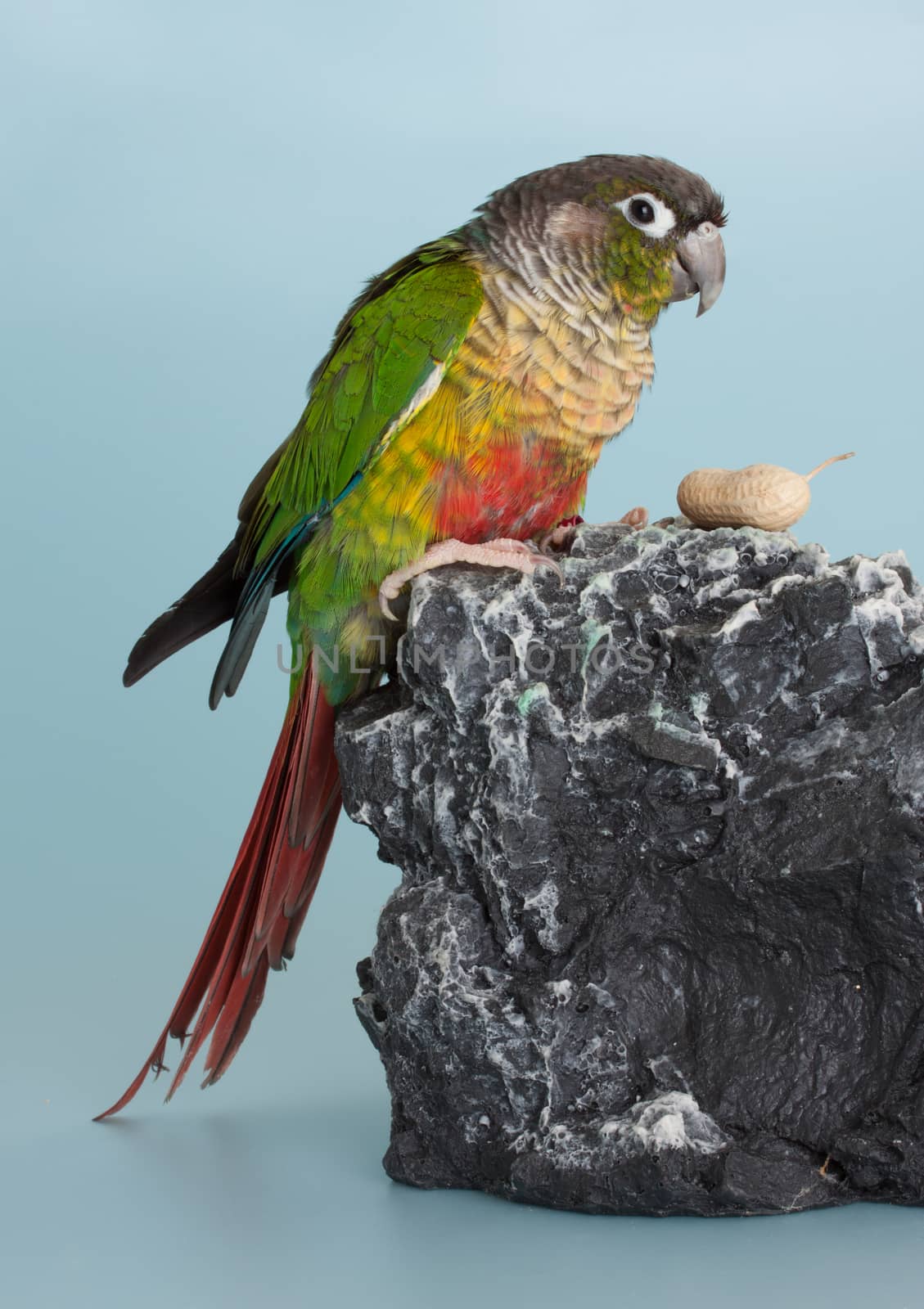 Nice colorful parrot conure bird as pet animal