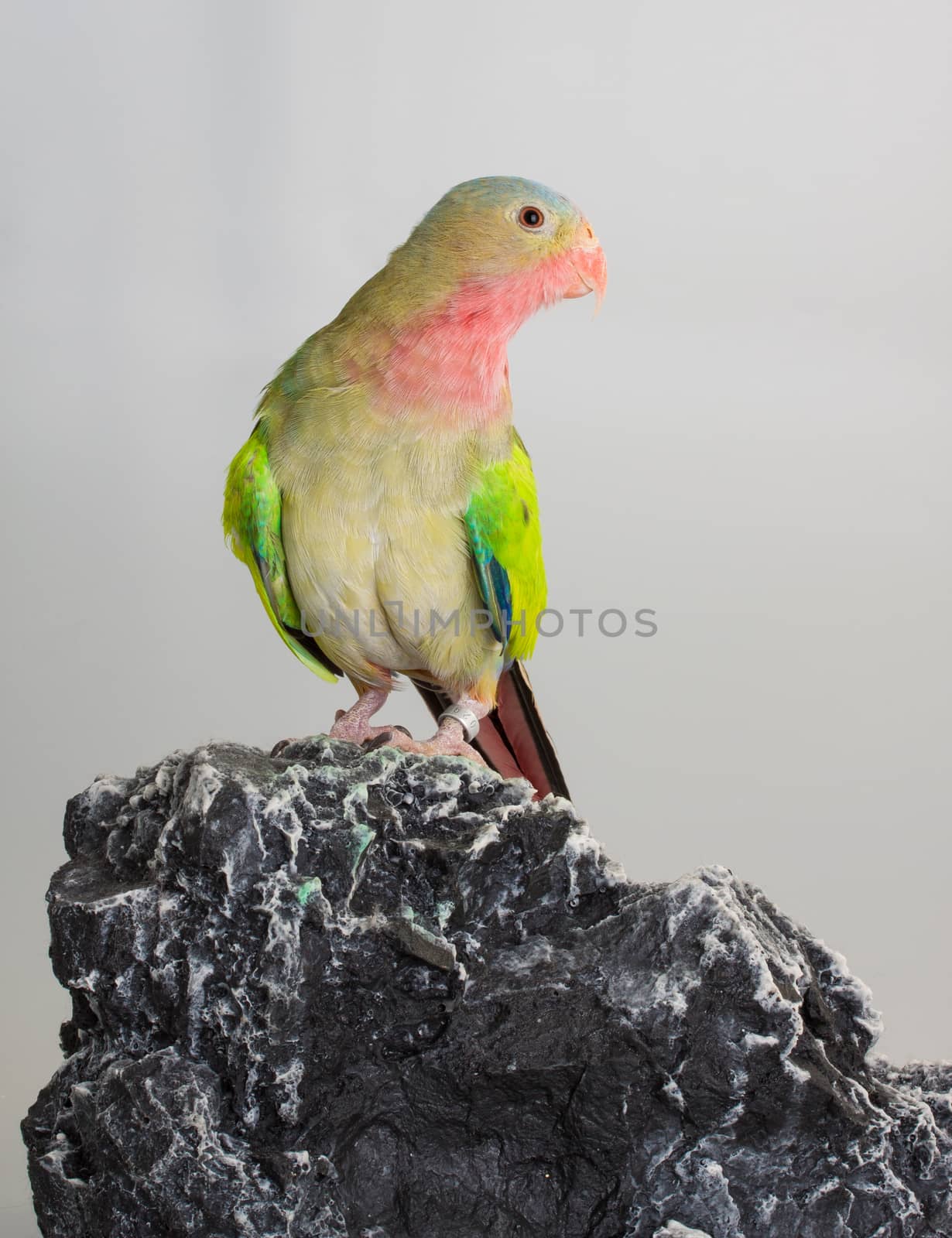 Portrait of a Princess parrot domestic bird 