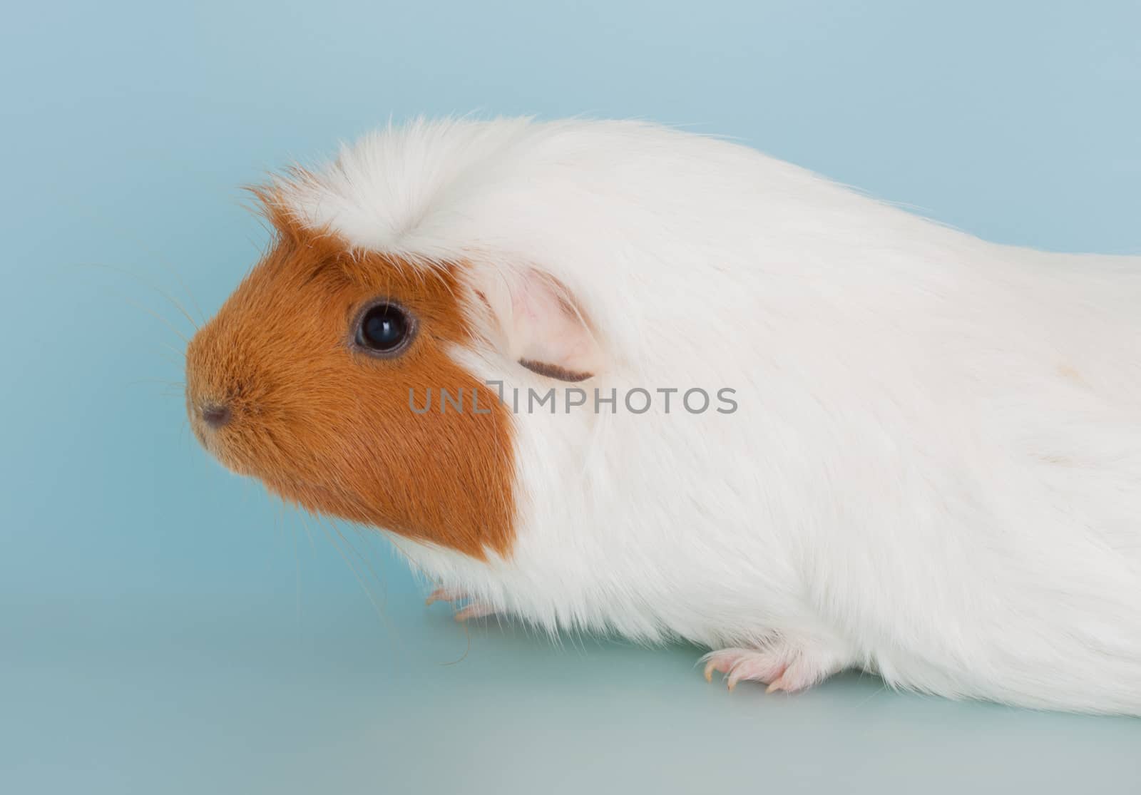 Nice guinea pig mammal rodent as pet animal