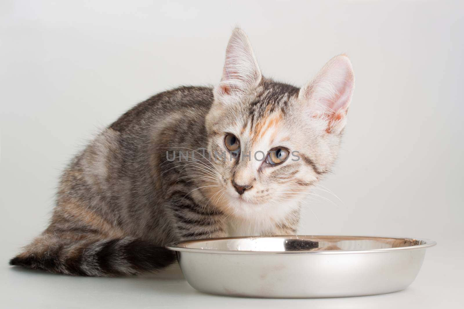 Cute kittent eating his meal in a stainless steal bowl