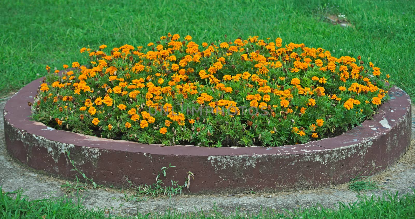 Blooming marigolds in concrete flowerbed in park