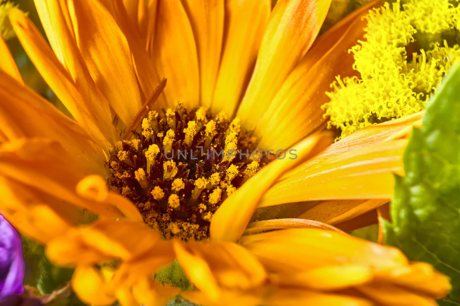 Detail of a yellow flower by pippocarlot