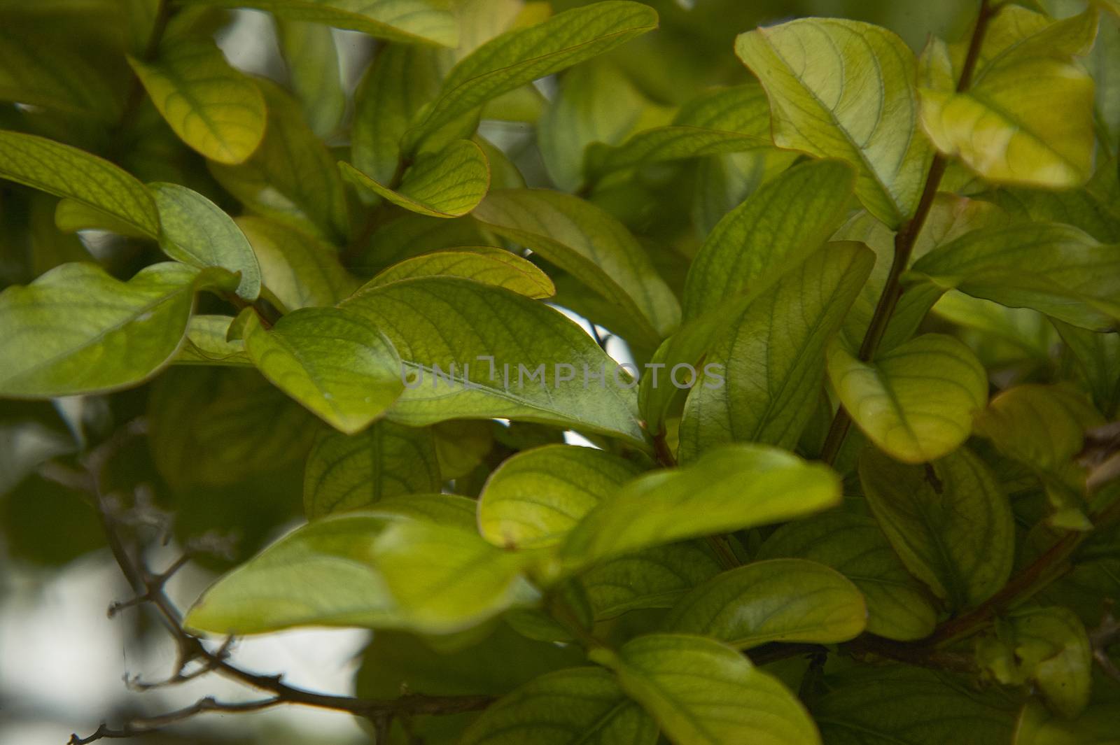 Young small leaves lit by the spring sunshine, in a typical vegetation of northern Italy.