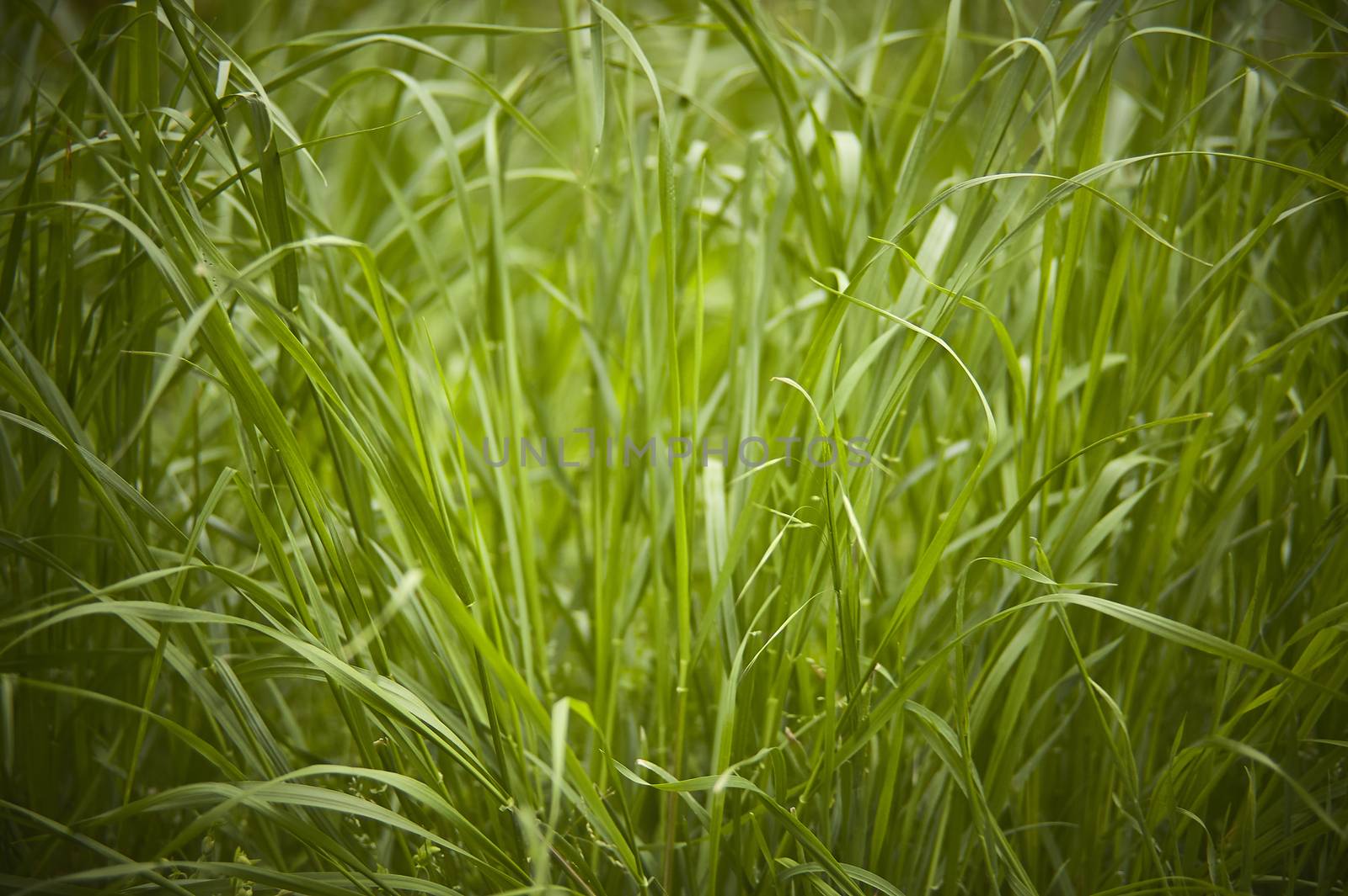 Closeup of a clump of grass in lush growth in the spring period.