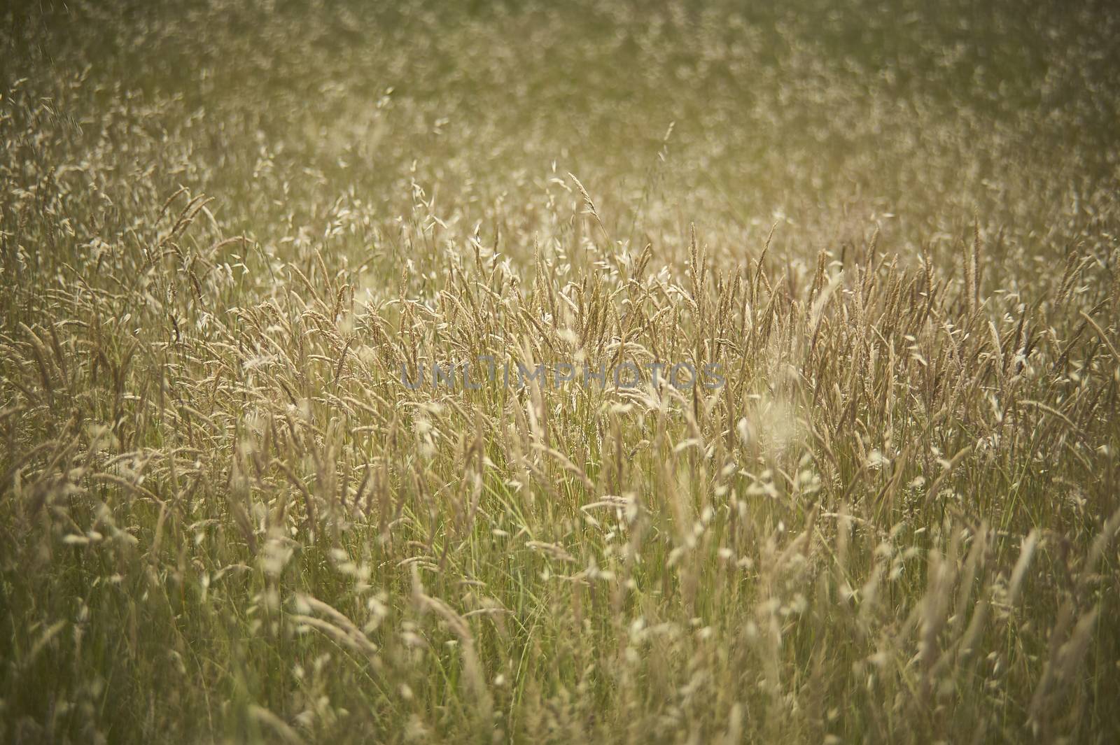 Texture of grass by pippocarlot