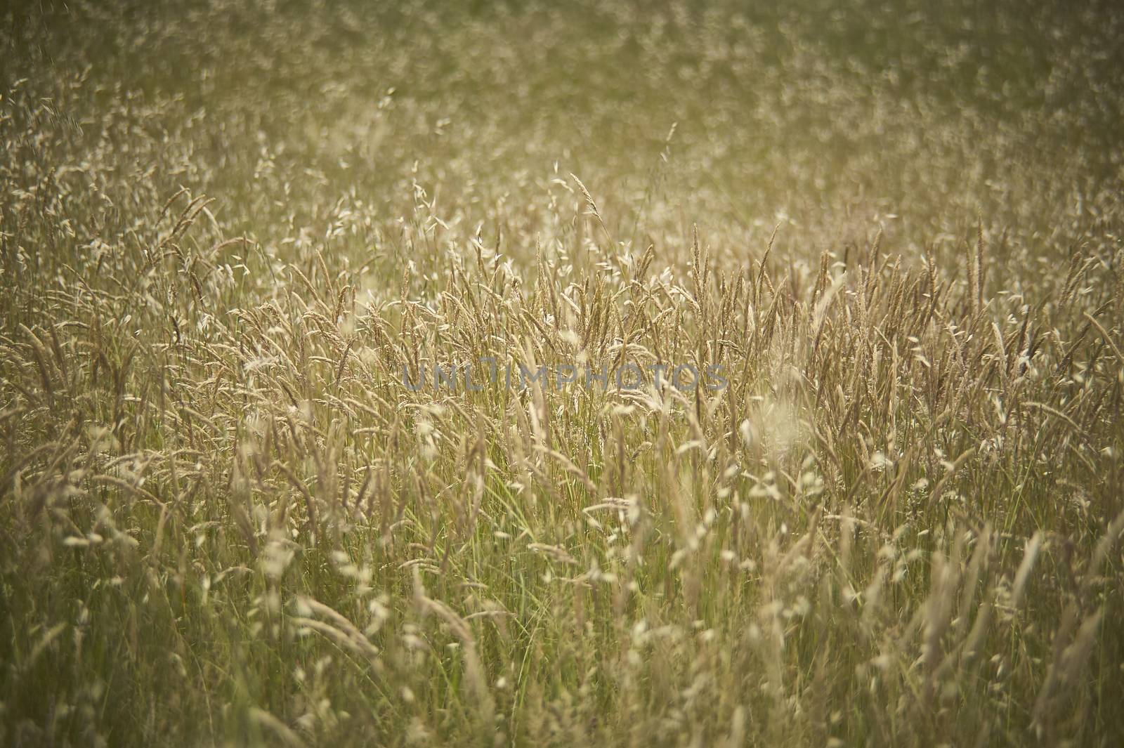 Texture of a field full of wild grass growing uncooked.