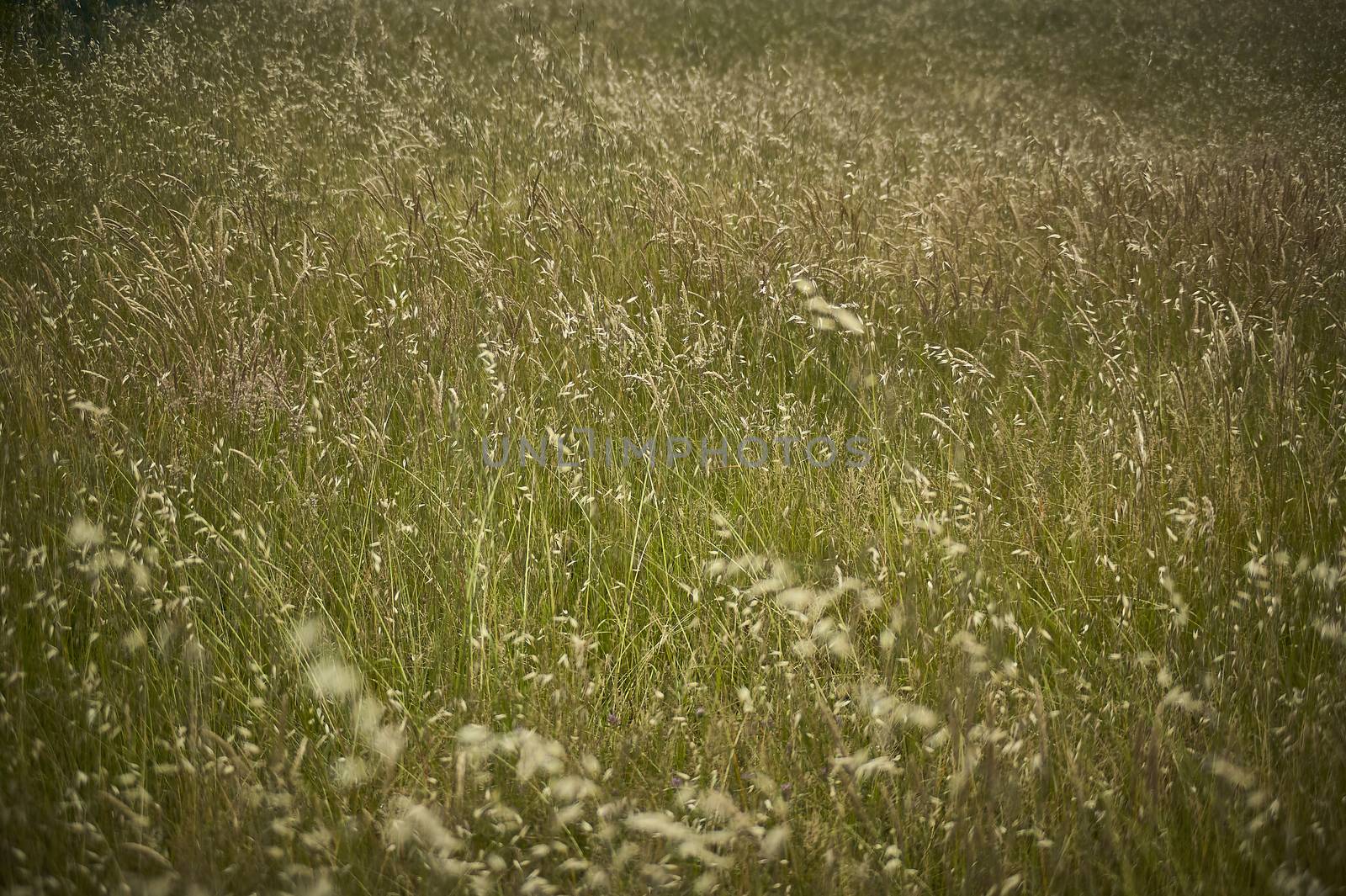 Texture of a field full of wild grass growing uncooked.