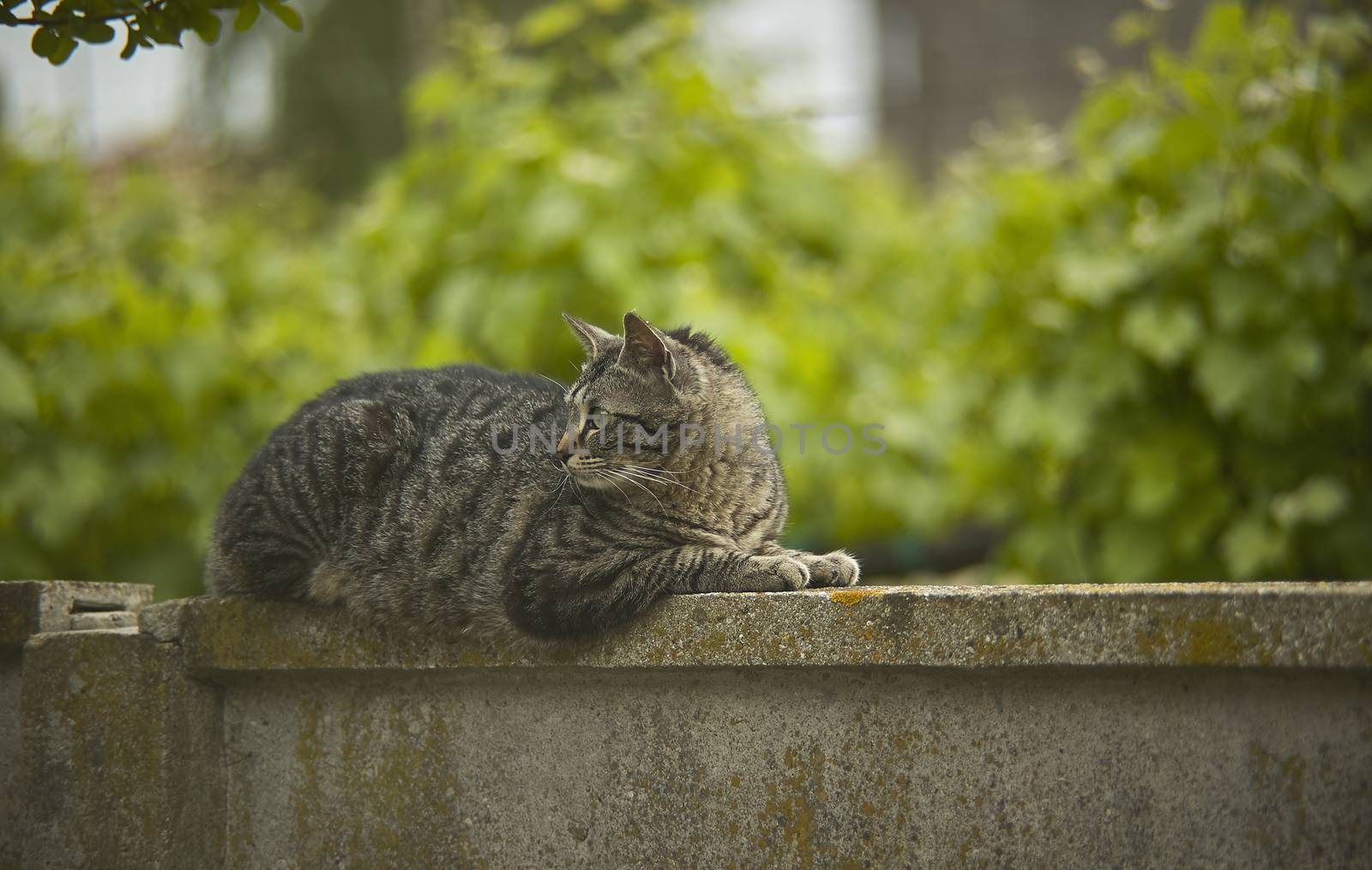Cat, lying on top of a wall surrounded by nature, looking at it very calmly.