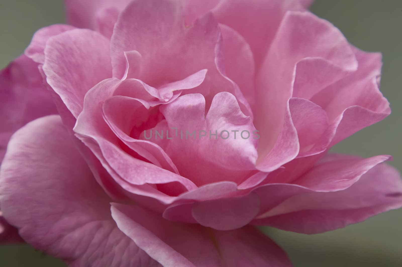 Rose petals by pippocarlot