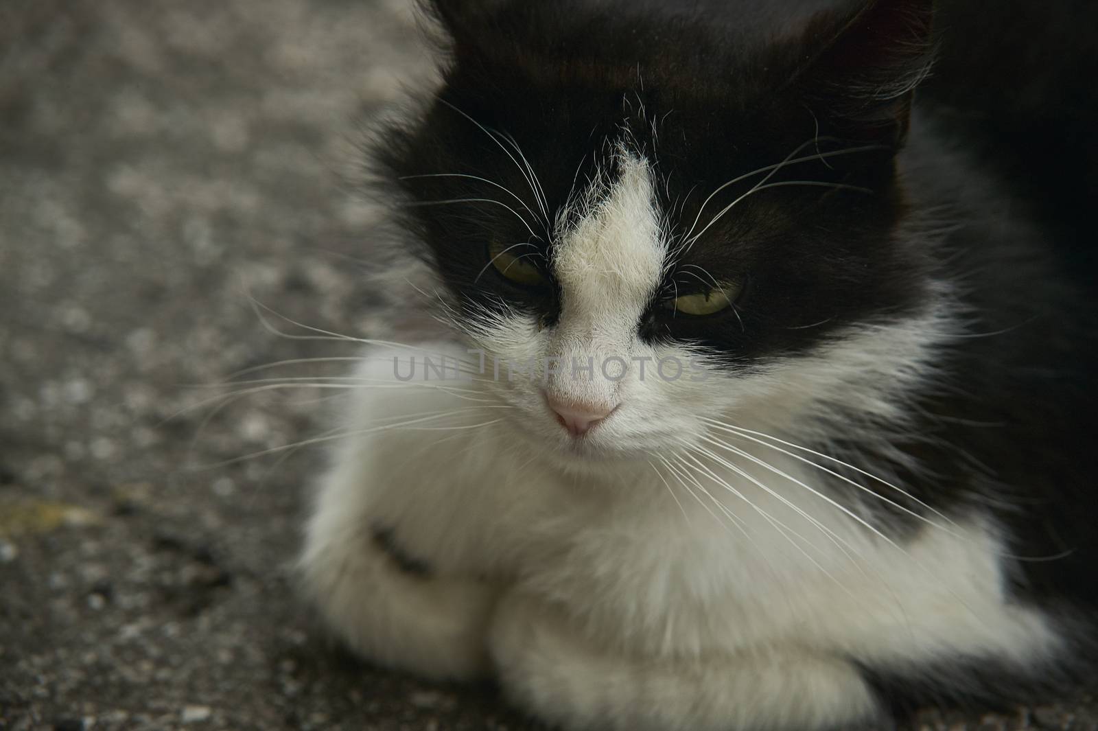 little face of a cat by pippocarlot