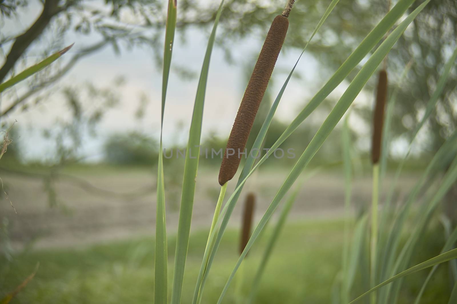 The pond grass by pippocarlot