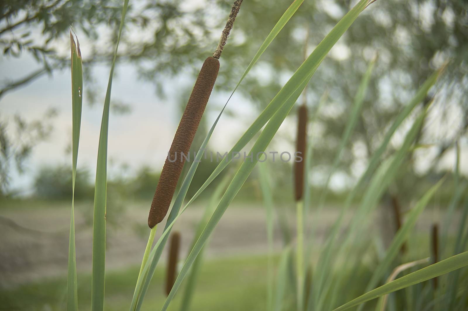 Detail of tifa plant, Typha latifolia, photographed in a pond, in northern italy, a typical plant of wet and stagnant areas.