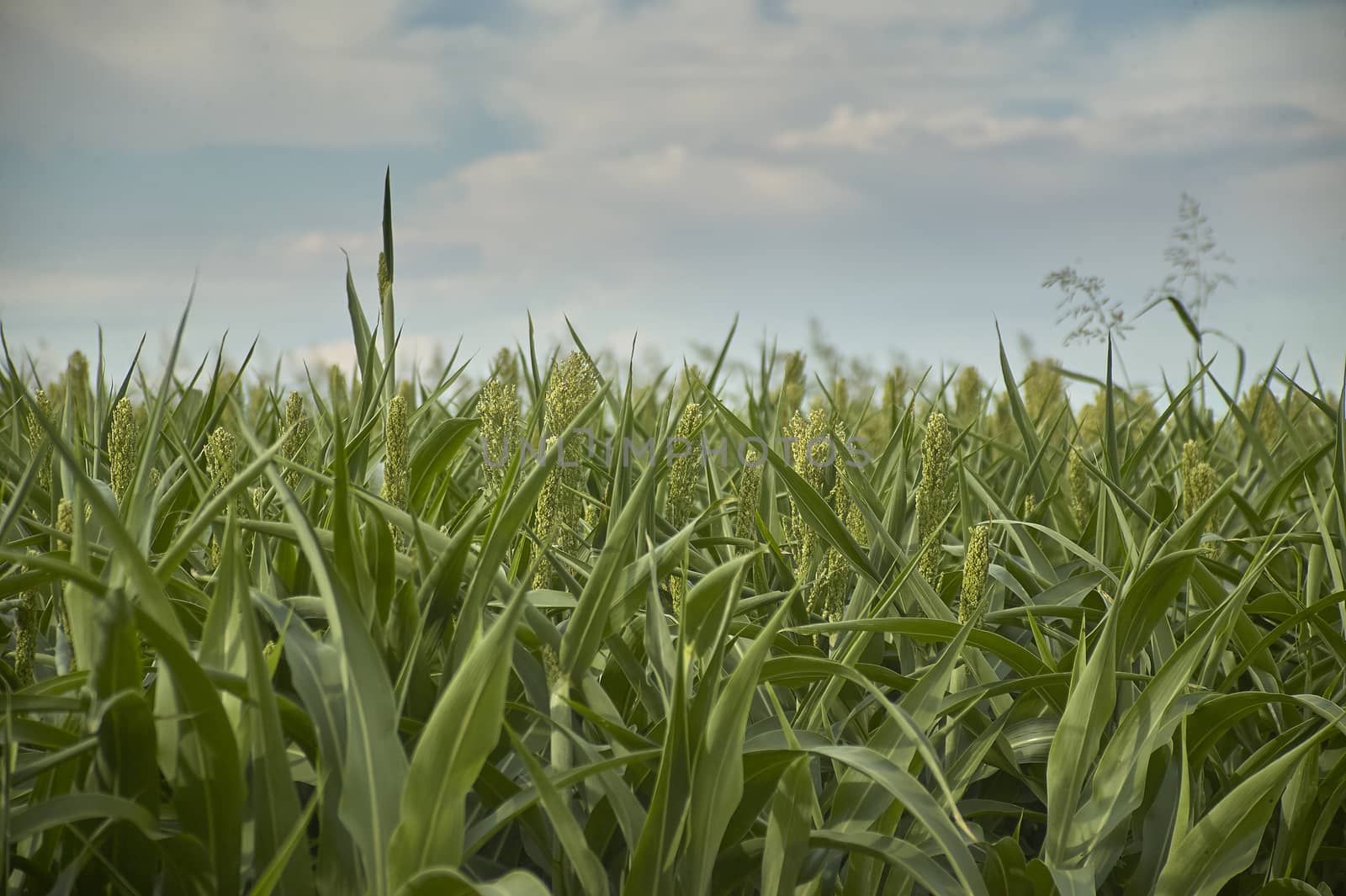 Corn plants in a growing crop still young, back, stage of first flowering.