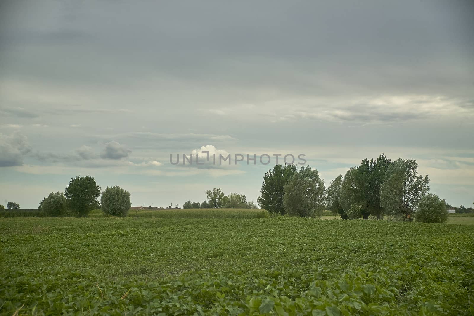 Typical rural landscape and agricultural cultivation of the Po Valley in northern Italy.