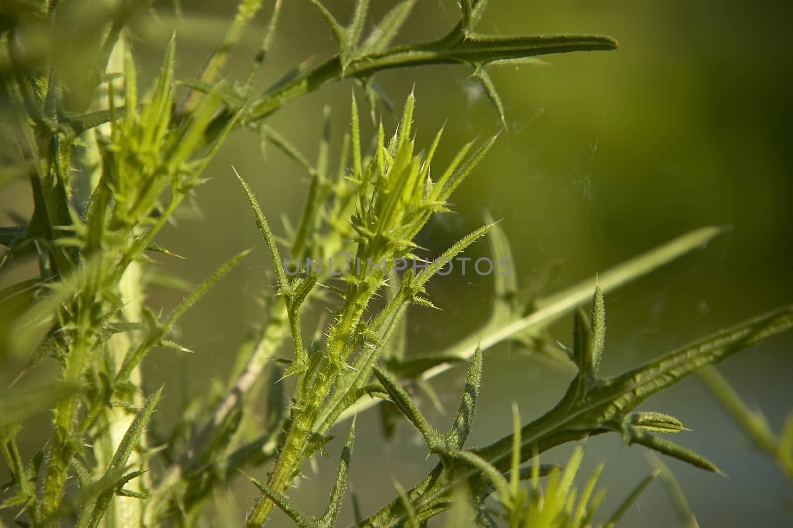 Small detail of a nasty, pungent and poisonous grass that grows in some northern Italian countryside.