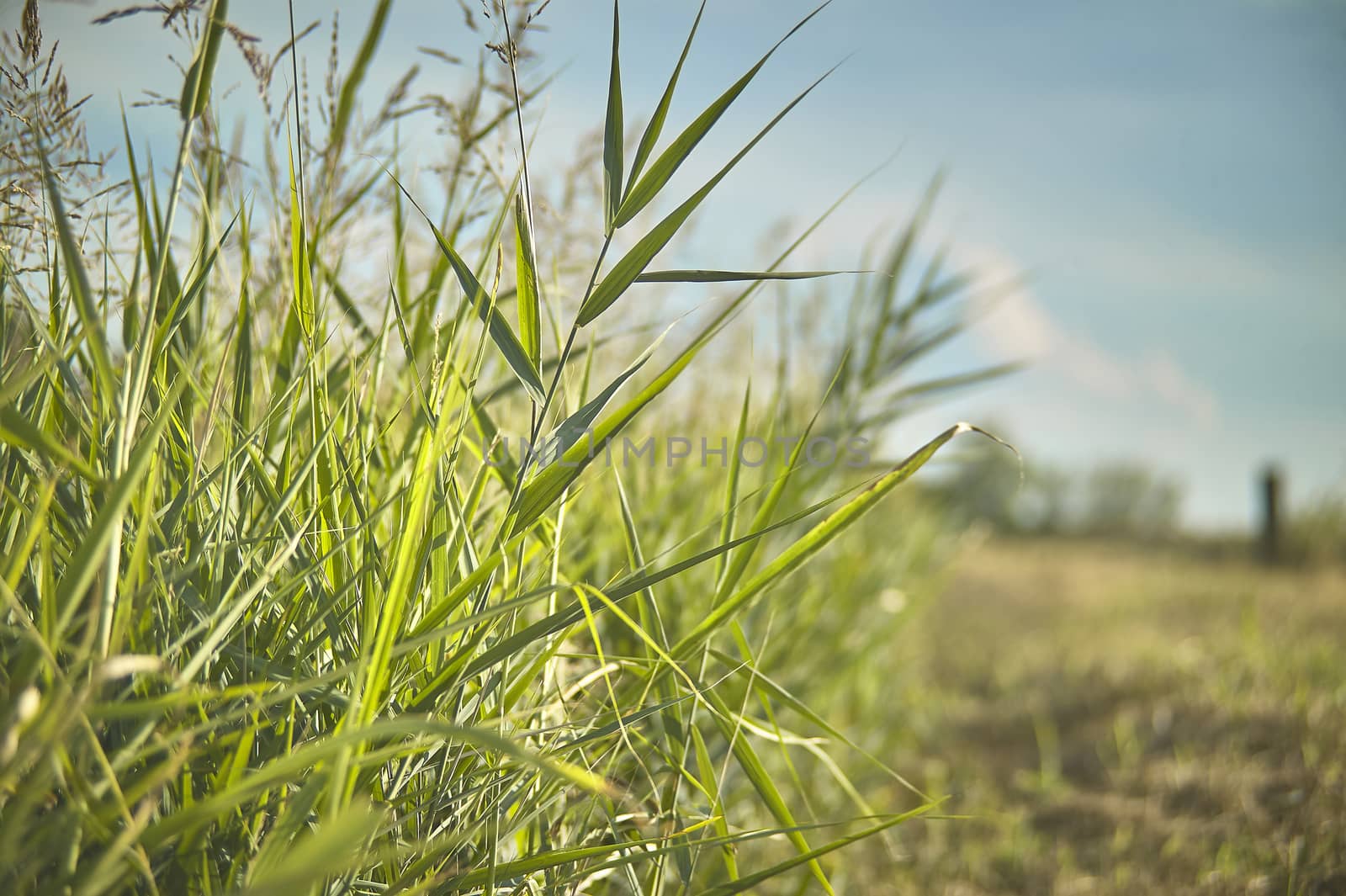 Vegetation, grass, typical of the plumage areas of the Po Valley in Italy. Detail of grass roots and small ears. Swampy vegetation.