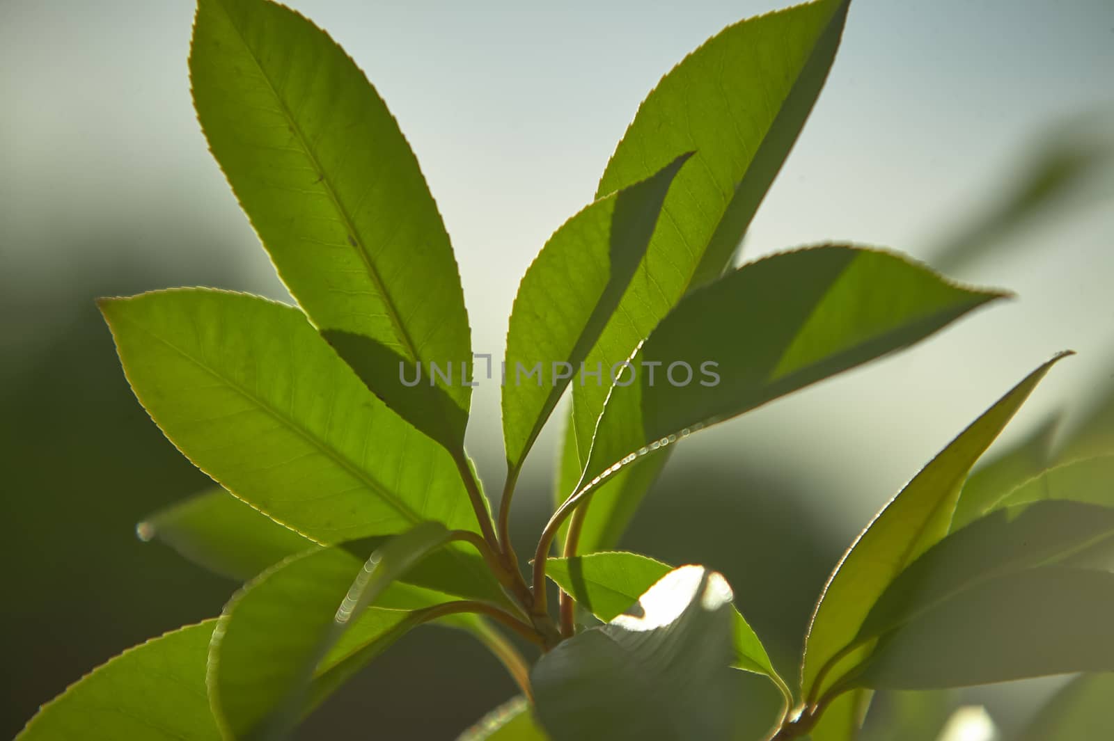 Detail of some leaves under magnification of a macro lens. veins and leaf details are clearly visible, including the serrated edge.