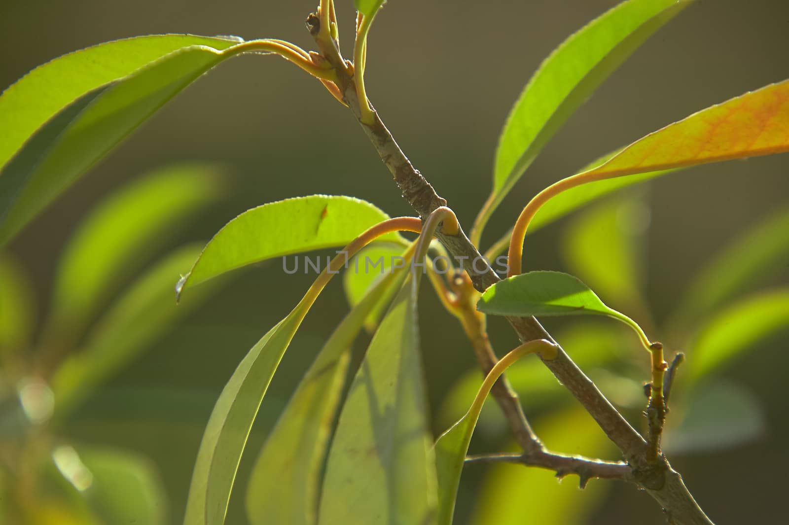 Detail of some leaves under magnification of a macro lens. veins and leaf details are clearly visible, including the serrated edge.