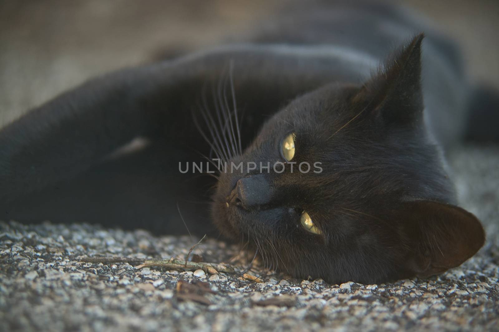 The muzzle of a black cat lying down on the ground looks ahead