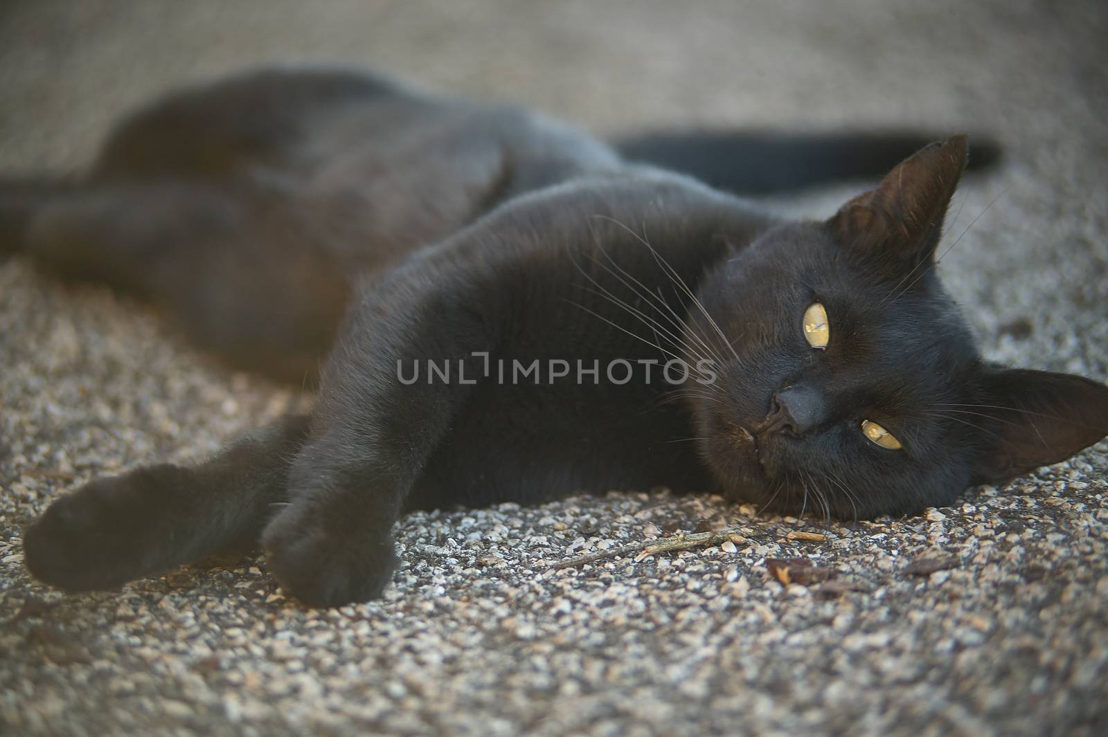 The muzzle of a black cat lying down on the ground looks ahead