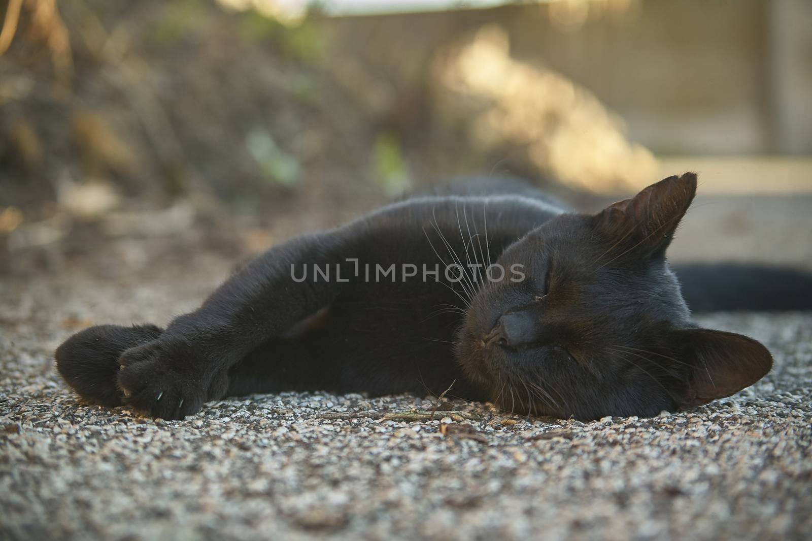 The muzzle of a black cat by pippocarlot