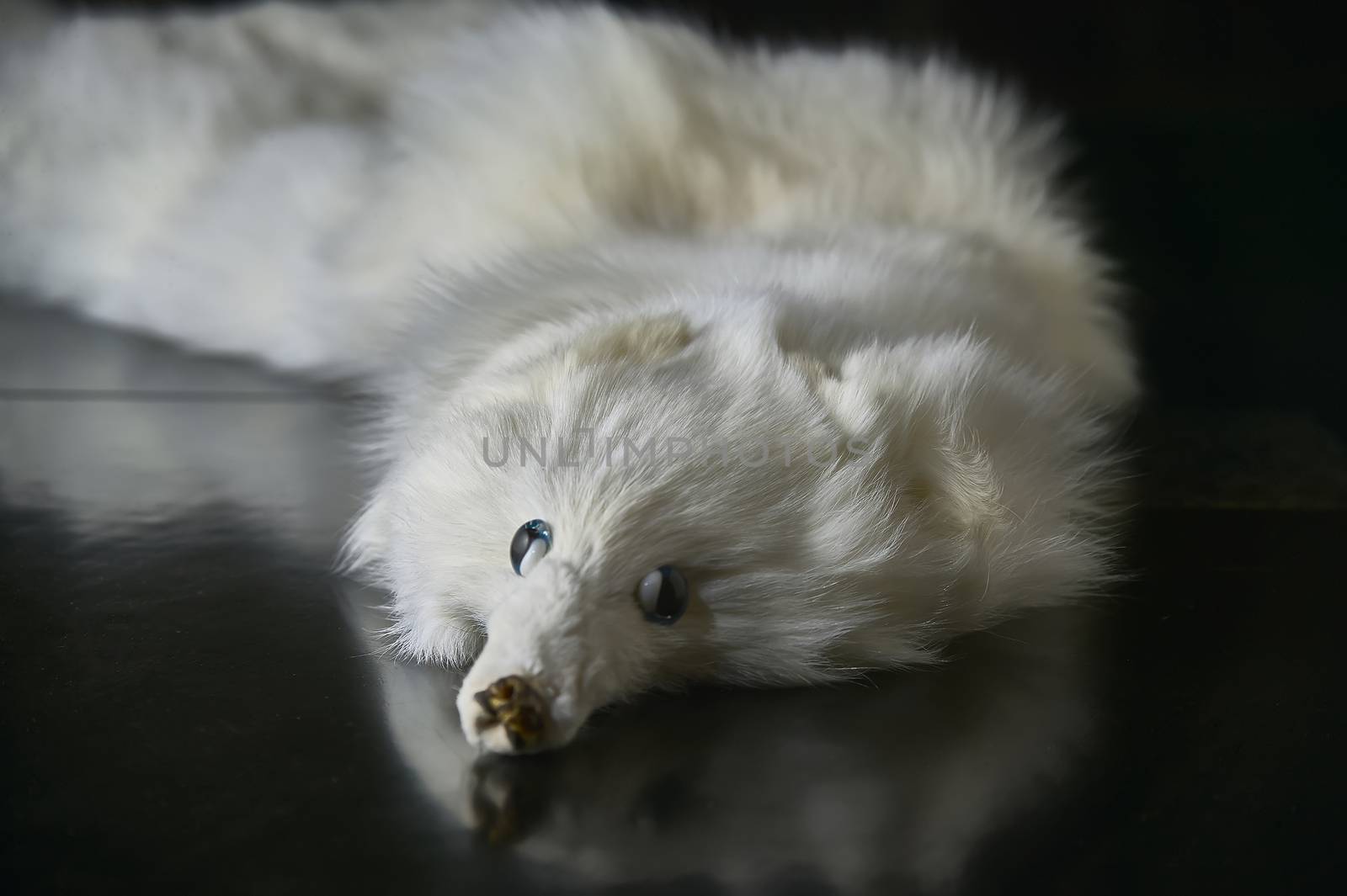 White-fox fur collar, horizontal shot