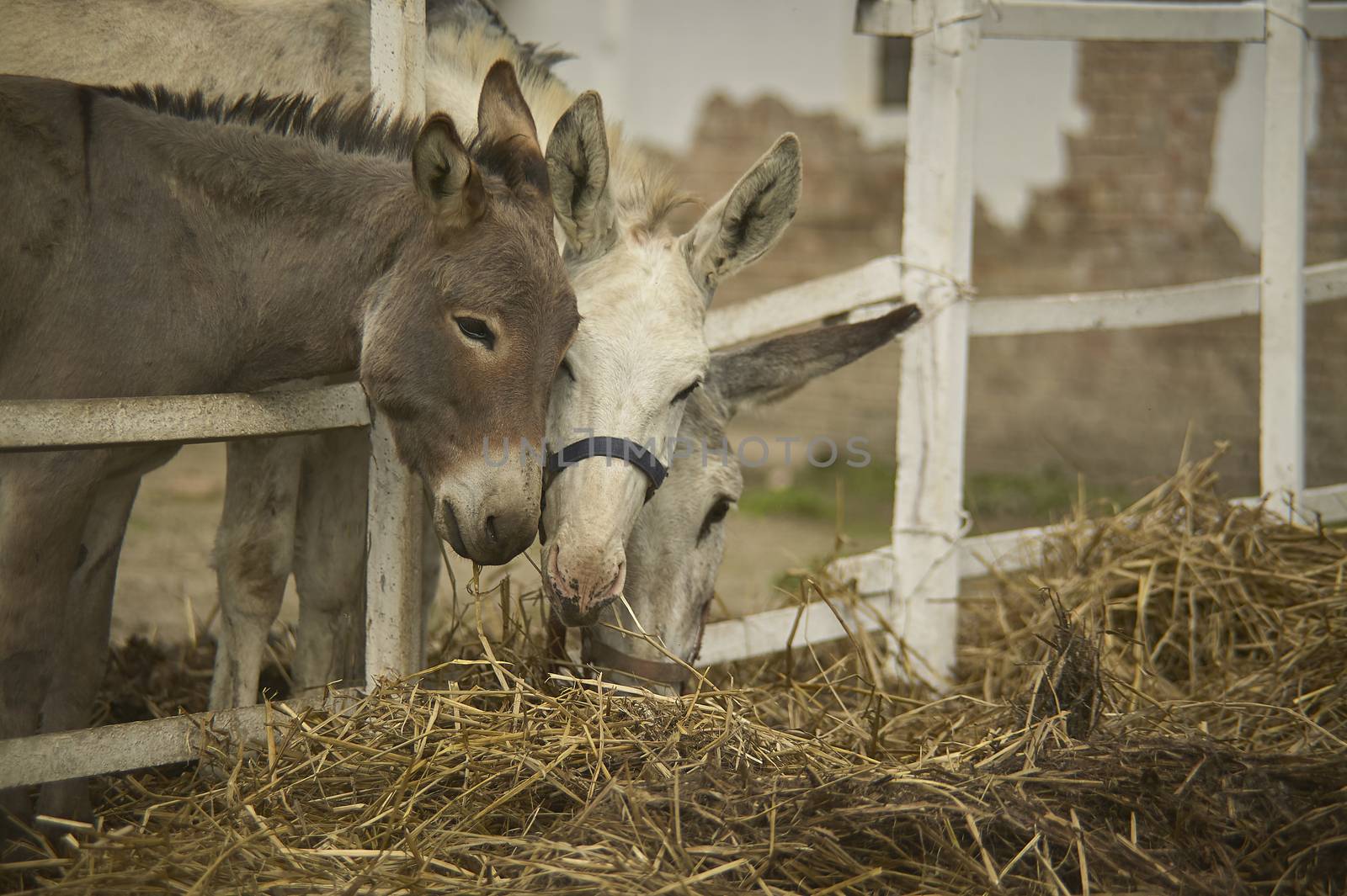 Three donkeys in an organic farmhouse intended to eat hay and straw