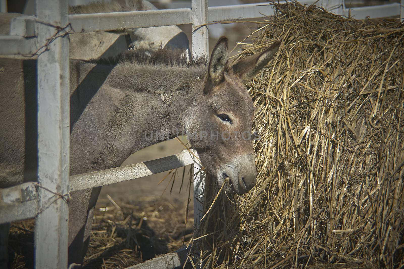 Young donkey trying to eat hay in a biological farm in Italy.