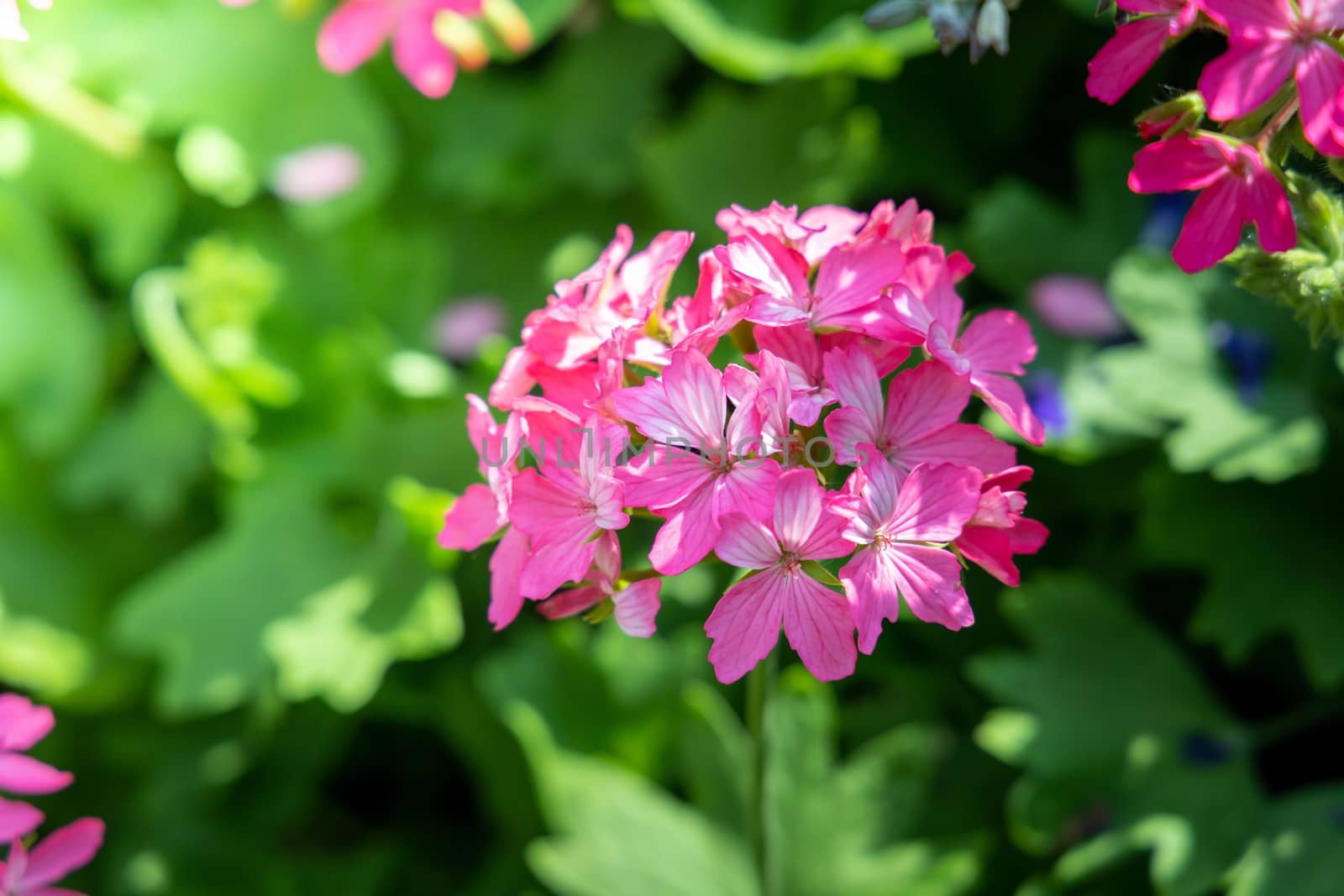 The background image of the colorful flowers by teerawit