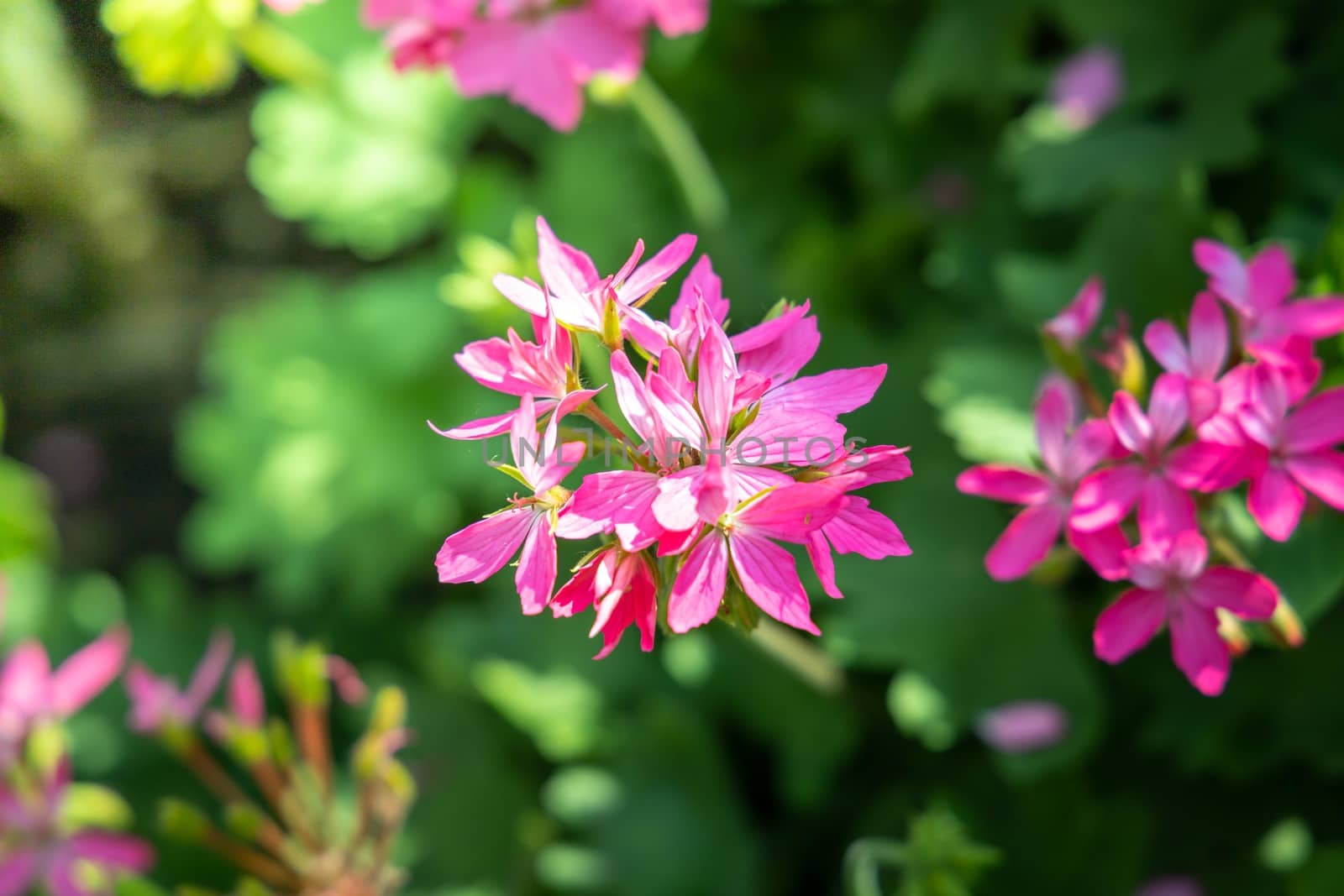 The background image of the colorful flowers by teerawit