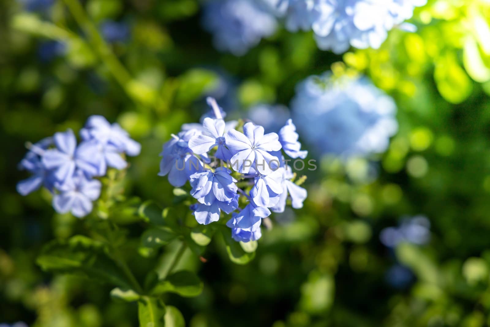 The background image of the colorful flowers by teerawit