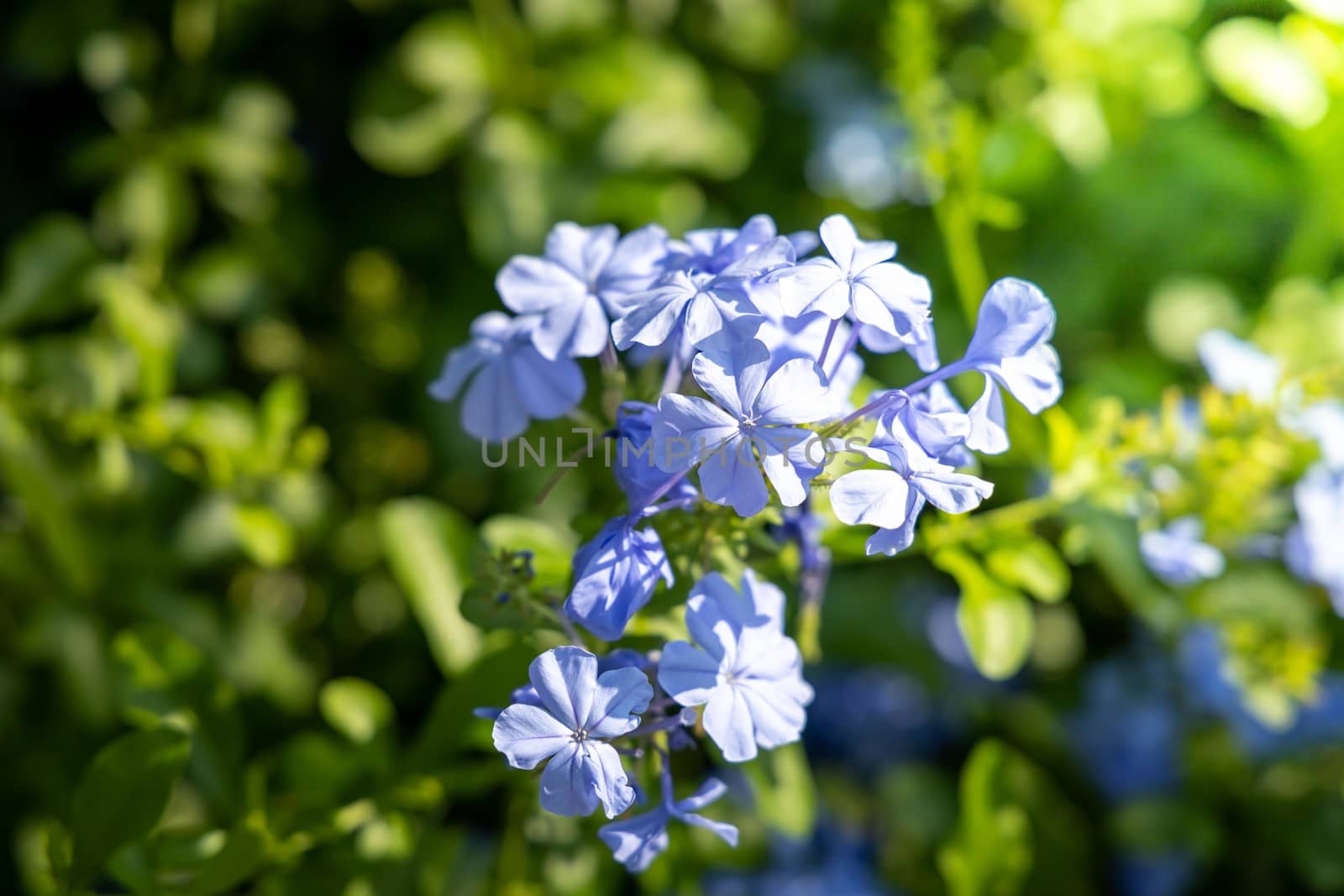 The background image of the colorful flowers by teerawit