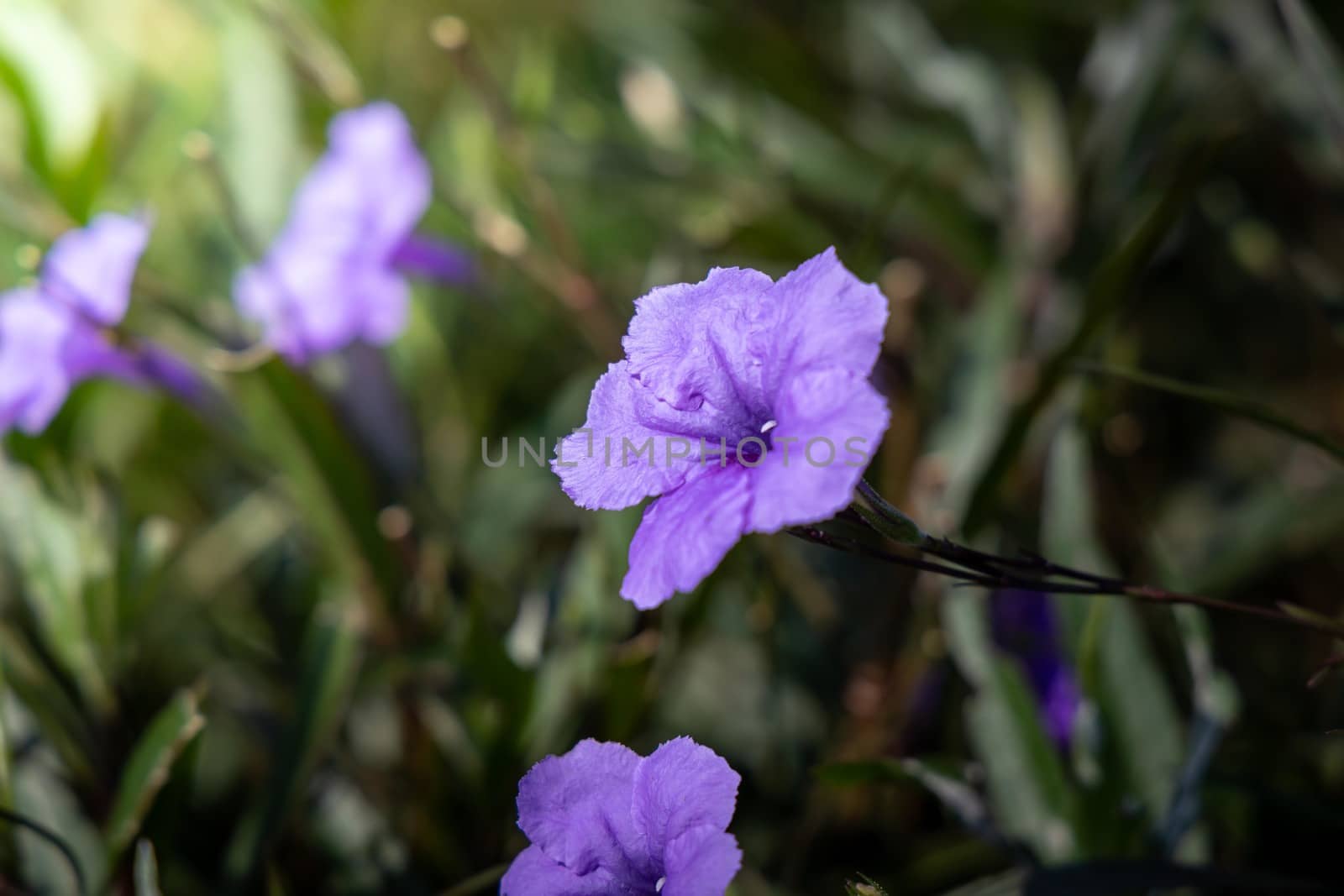 The background image of the colorful flowers by teerawit