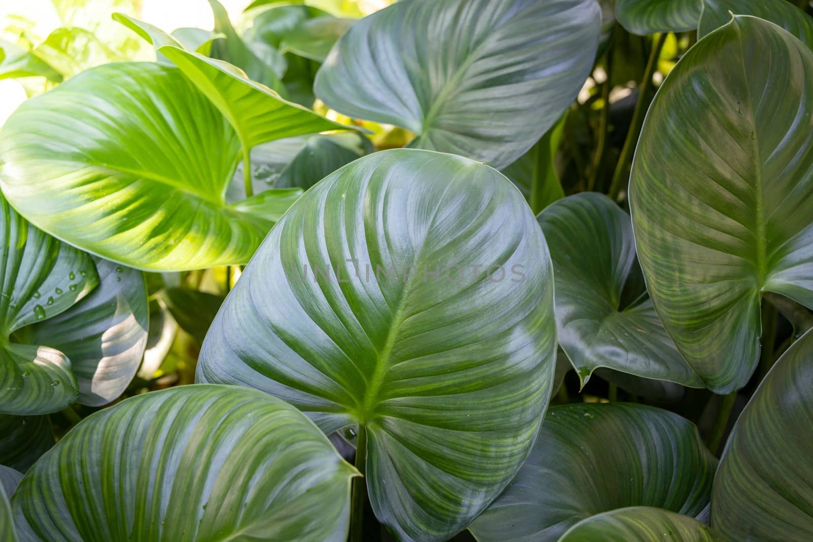 Background texture of leaves closeup. Green Leaves Background with White Paper Frame. Flat Lay