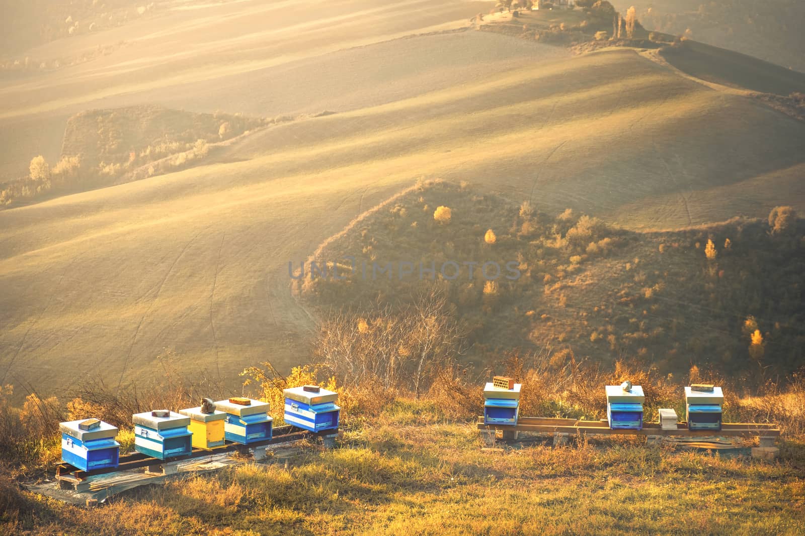 bee hives landscape background hills apiculture golden sunset light copyspace by LucaLorenzelli