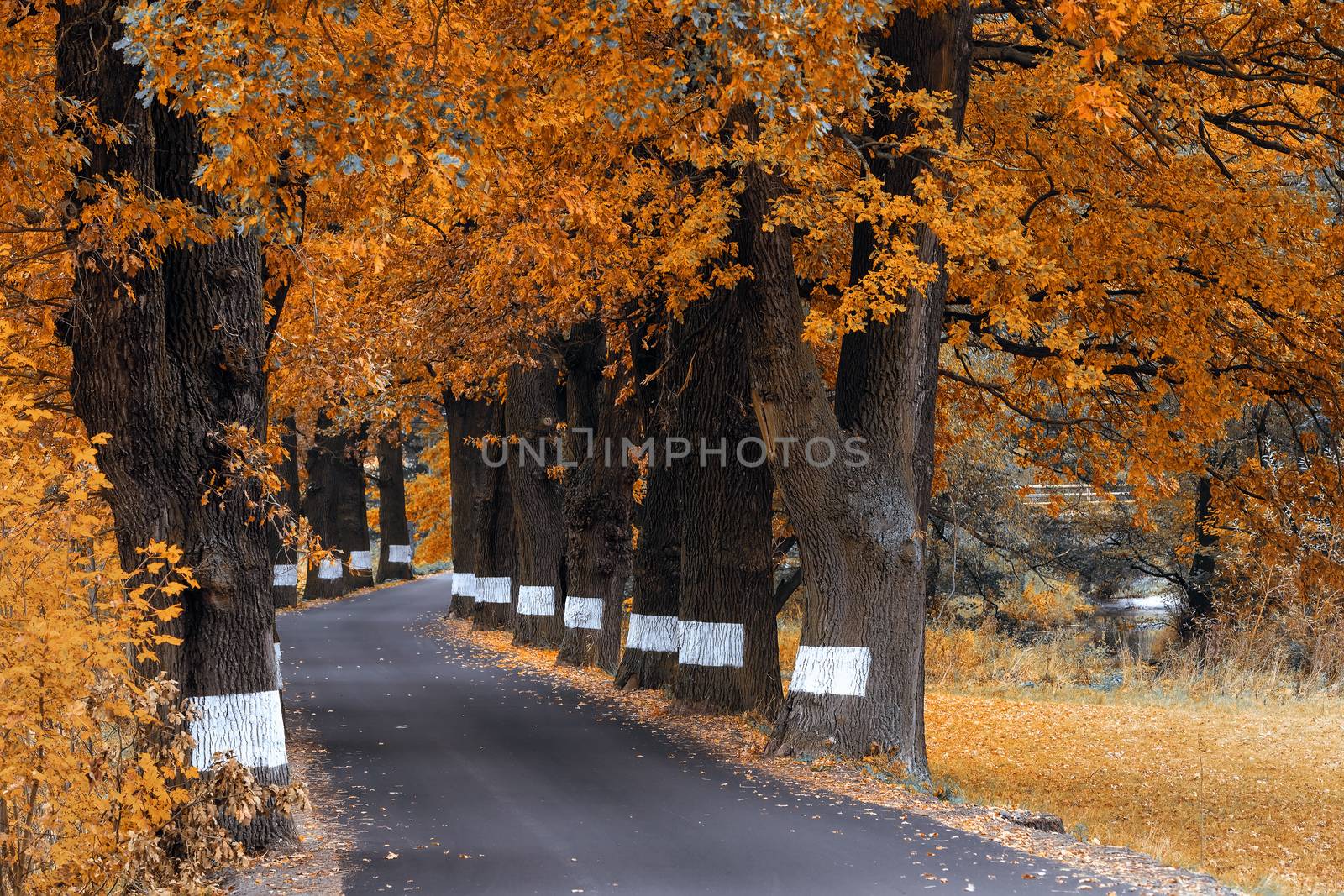 orange fall colored alley with colorful trees. Fall autumn season natural background