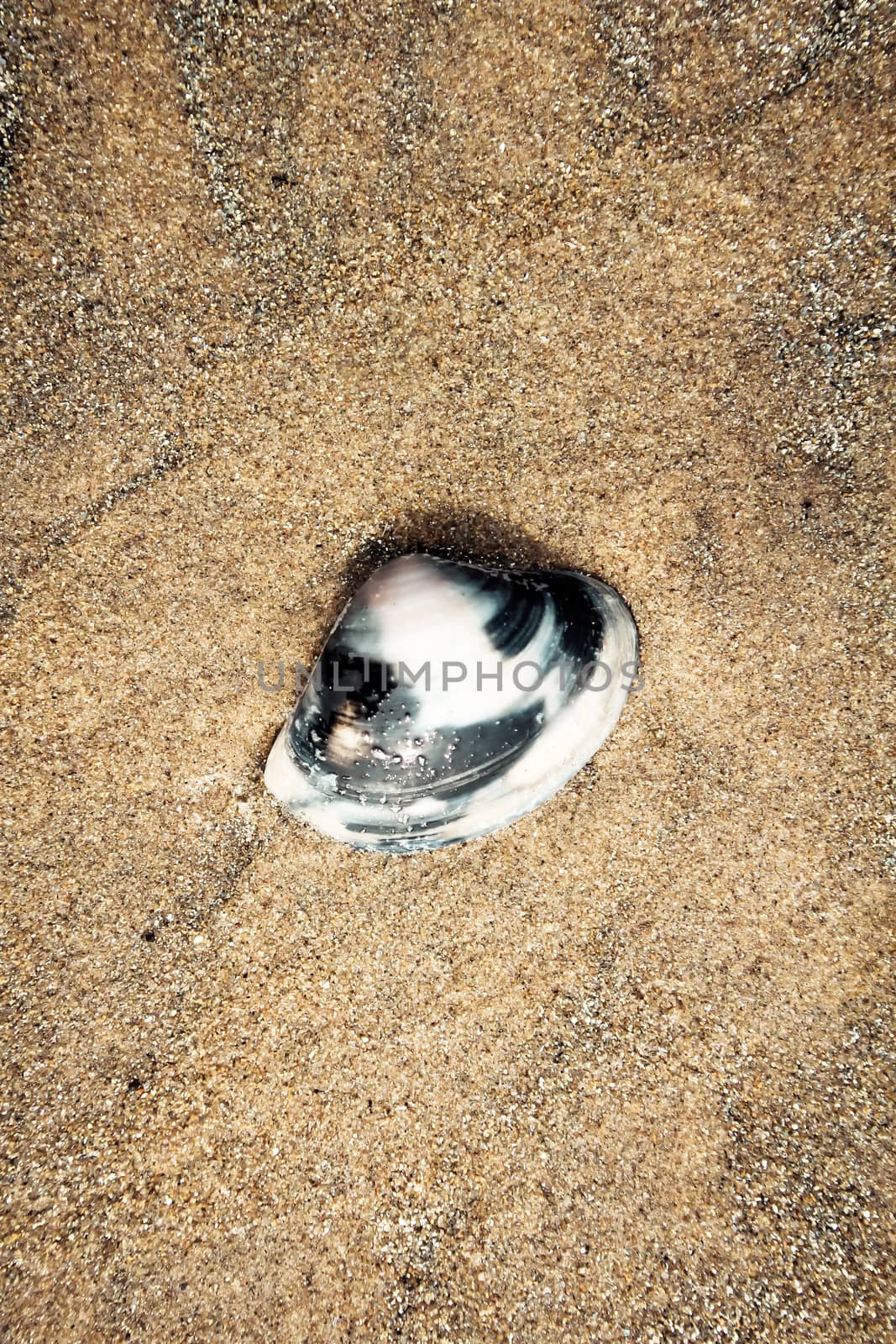 Flat Oyster sea shell on the wet sand on a tropical beach spotted at at low tide. Background photography. Copy space room for text.