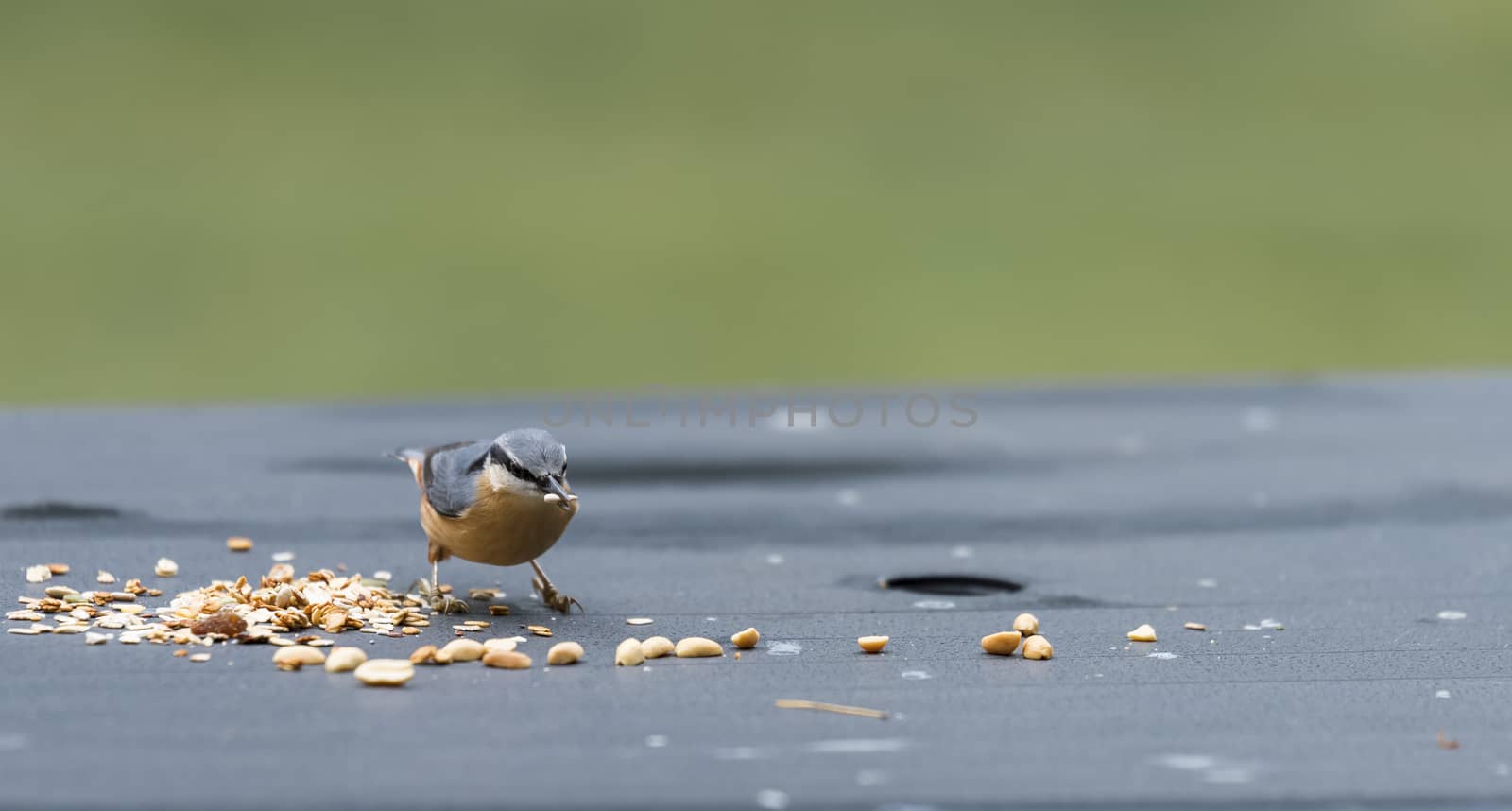 sitta europaea bird looking for seeds as peanuts for the winter