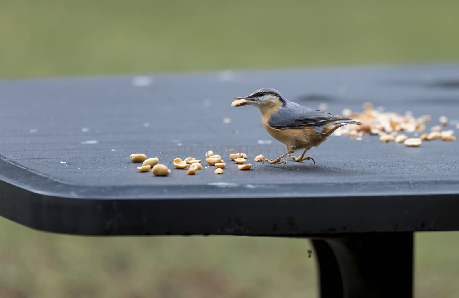 sitta europaea bird looking for seeds as peanuts for the winter