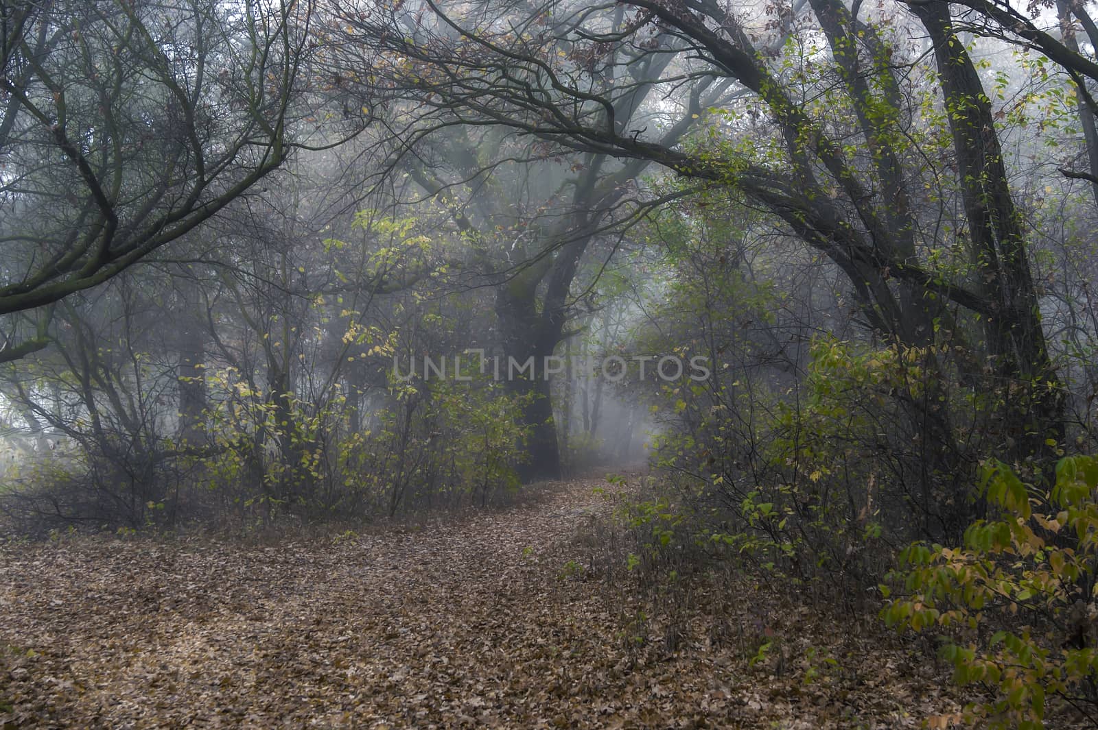 Fog in the autumn forest, trees and fallen leaves