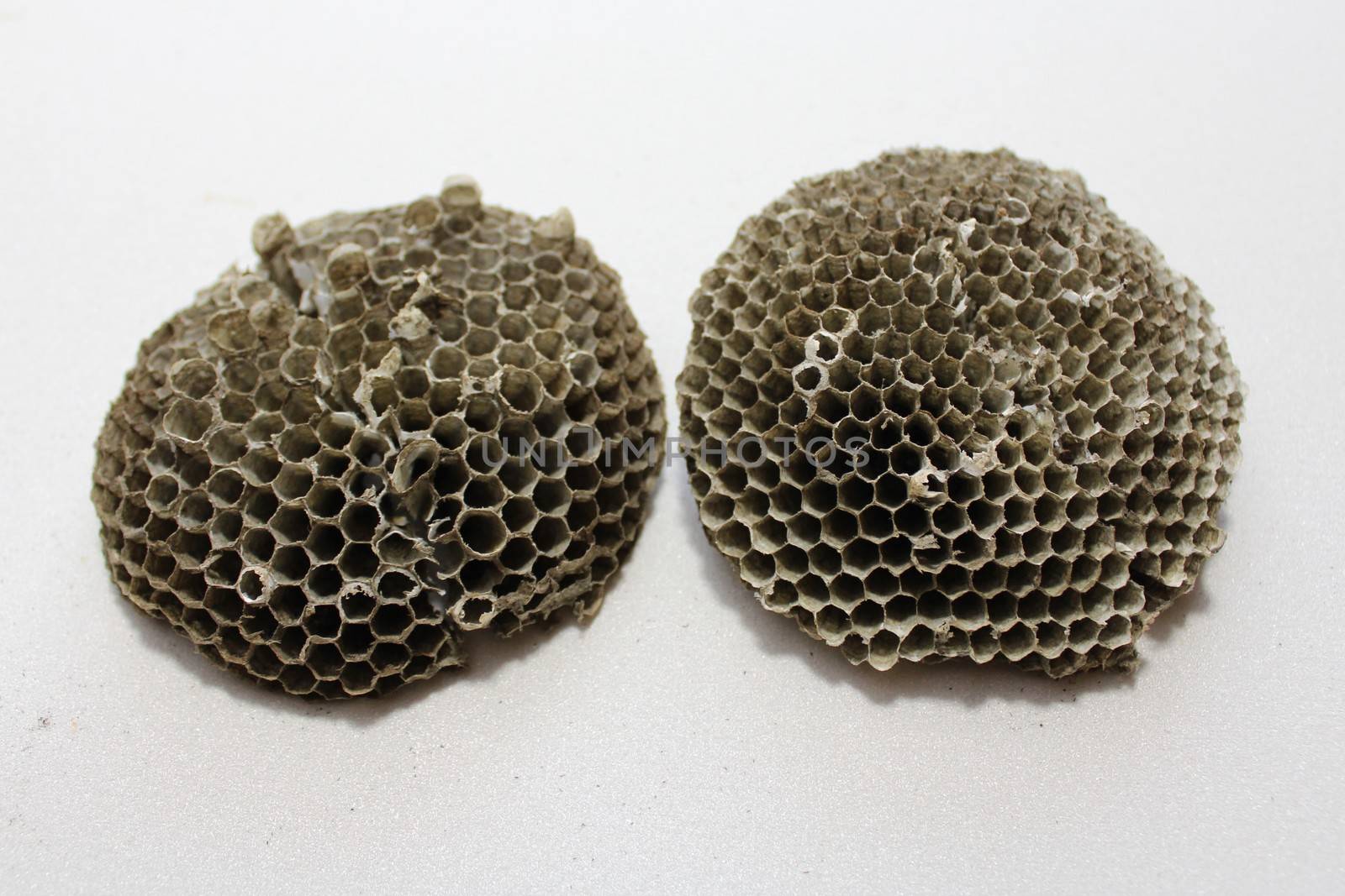 The picture shows a part of a wasp nest
