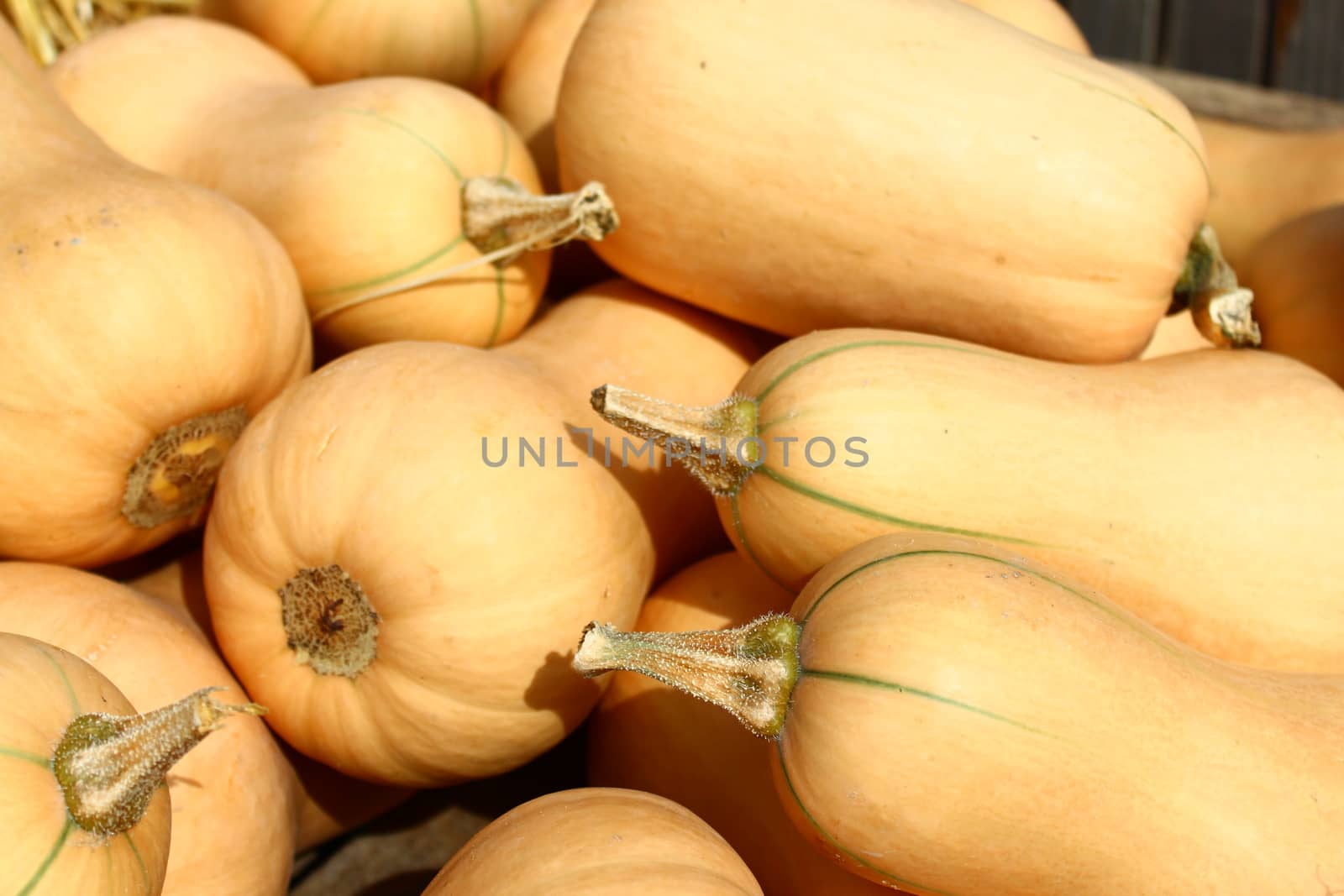 The picture many butternut pumpkins