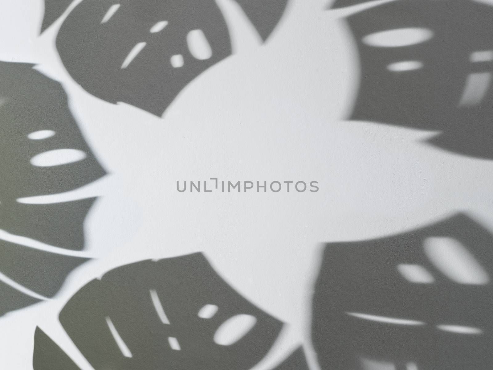 Shadow of monstera leaves on white background by fascinadora