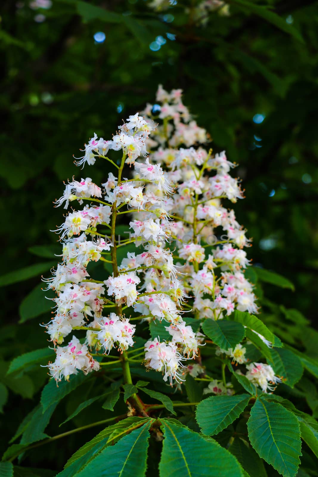 Macro photo of blooming chestnut flowers. Horse-chestnut or aesculus hippocastanum blossom. Close-up