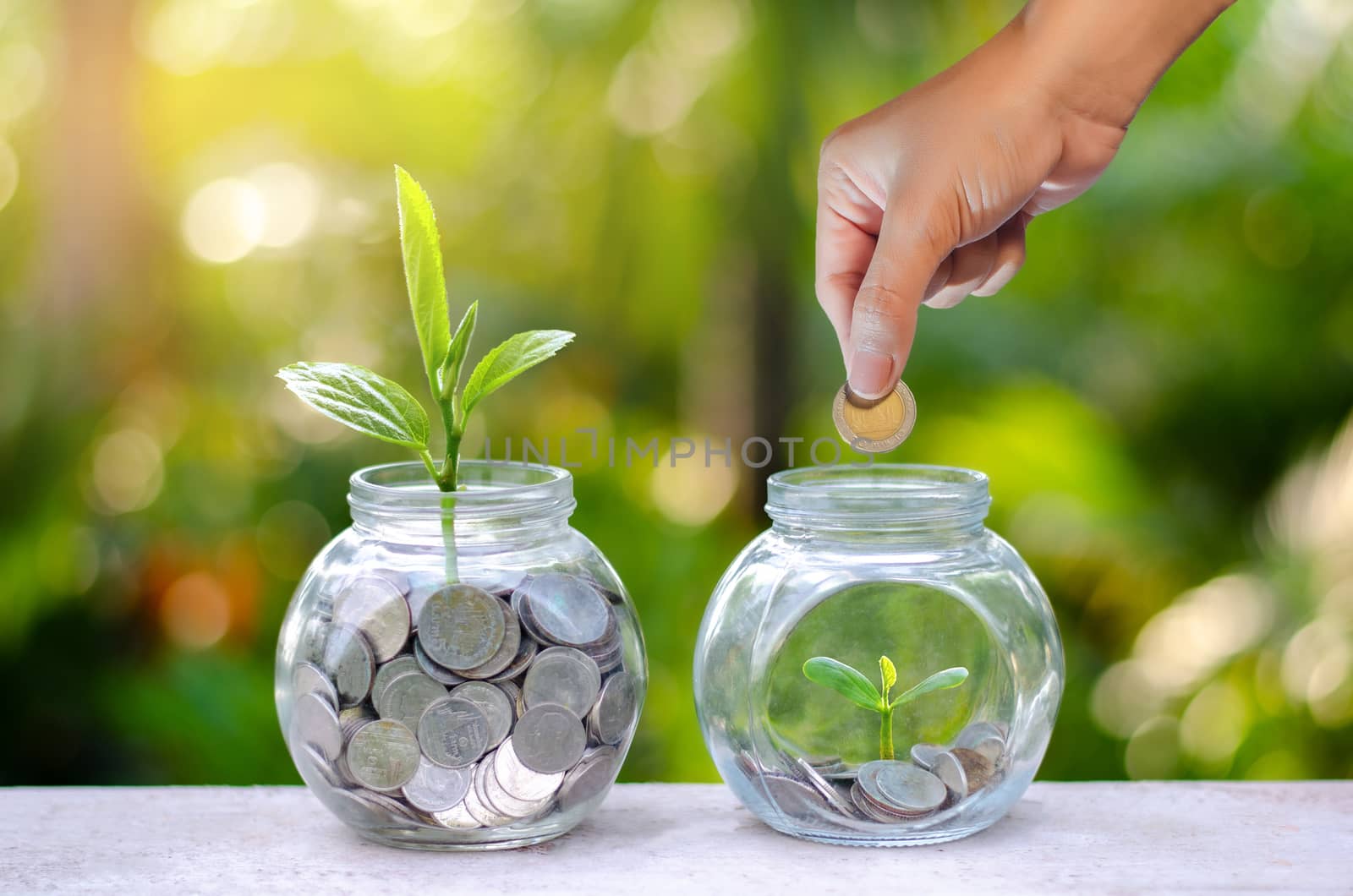 Coin tree Glass Jar Plant growing from coins outside the glass jar on blurred green natural background money saving and investment financial concept