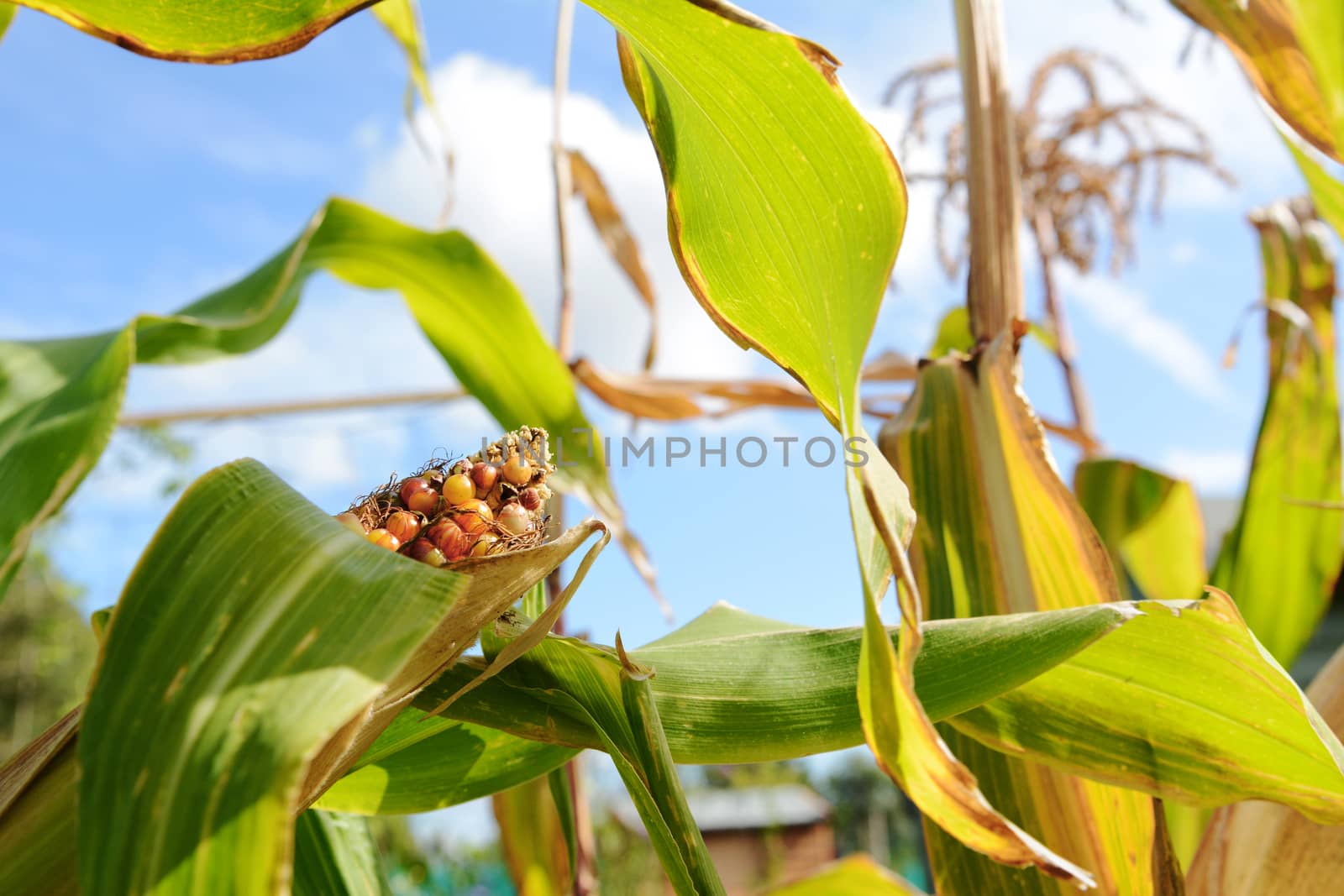 Colourful Fiesta sweetcorn cob growing among long green leaves by sarahdoow