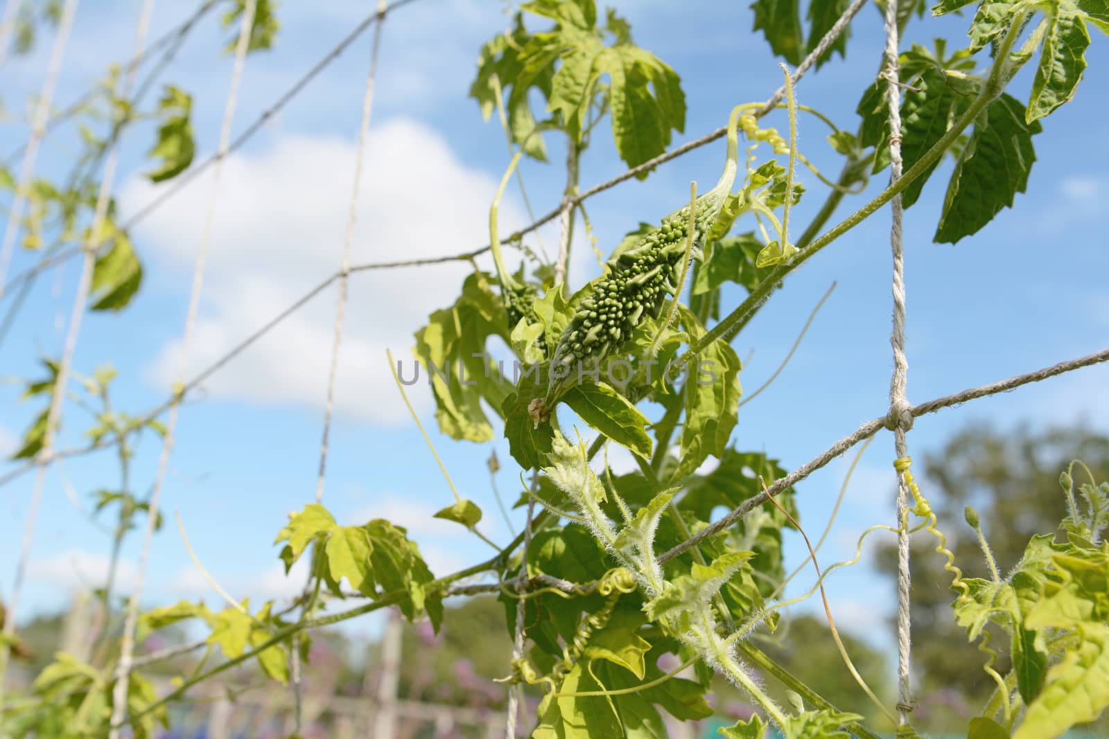 Young bitter melon fruit - momordica charantia - with unusual warty skin - growing against a summer blue sky