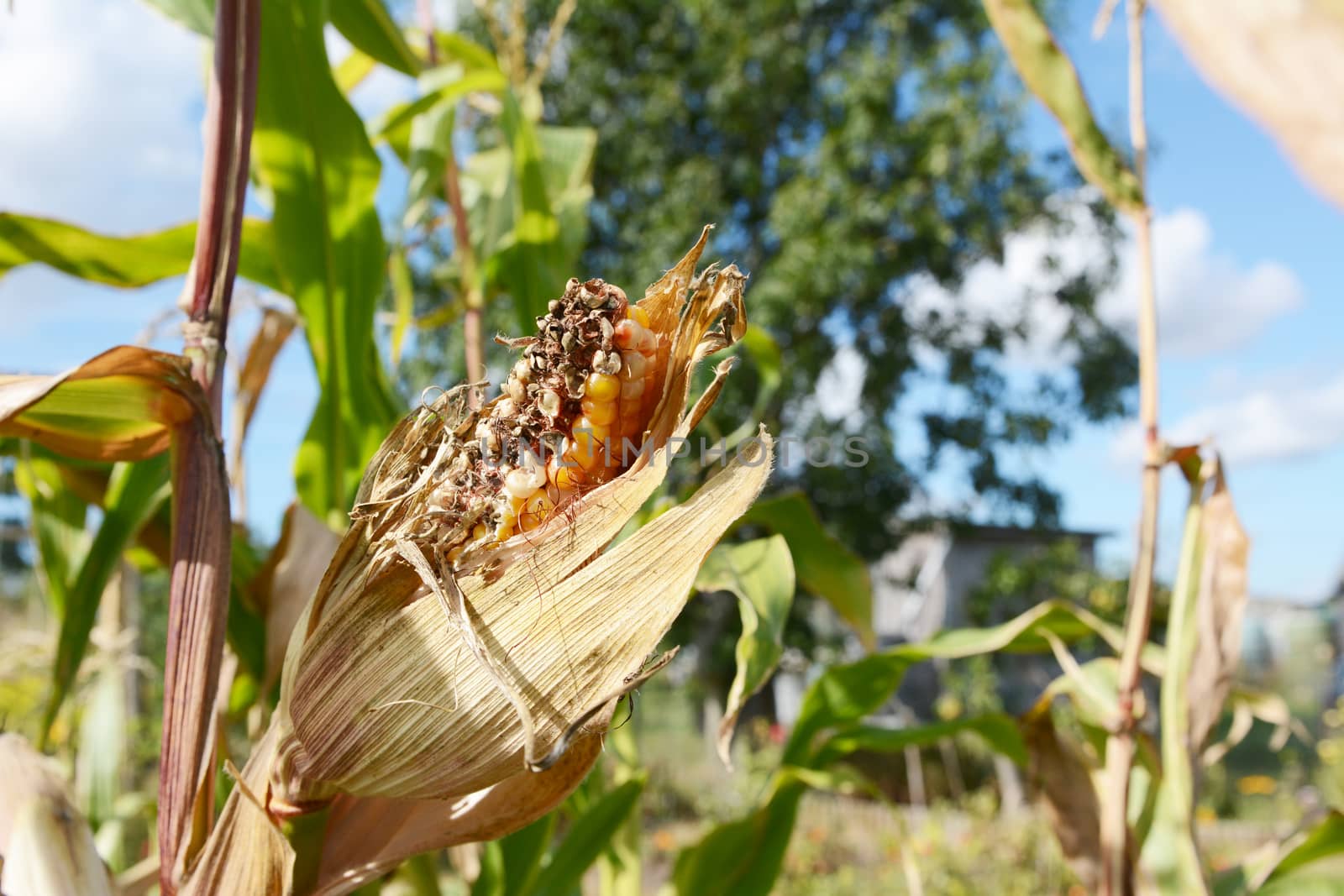 Damaged Fiesta Indian corn cob on the plant by sarahdoow