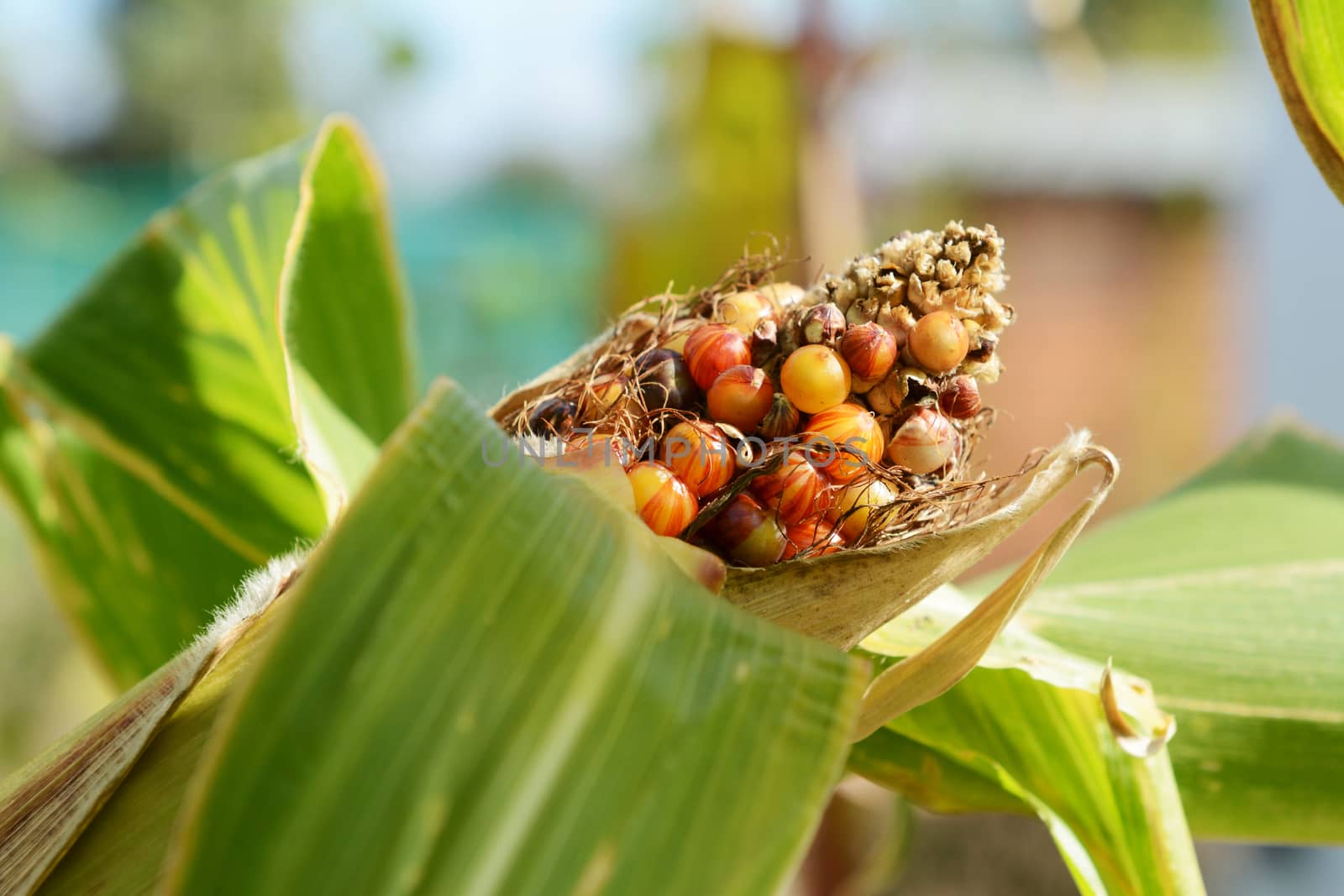 Multi-coloured sweetcorn niblets above husk of the maize cob by sarahdoow